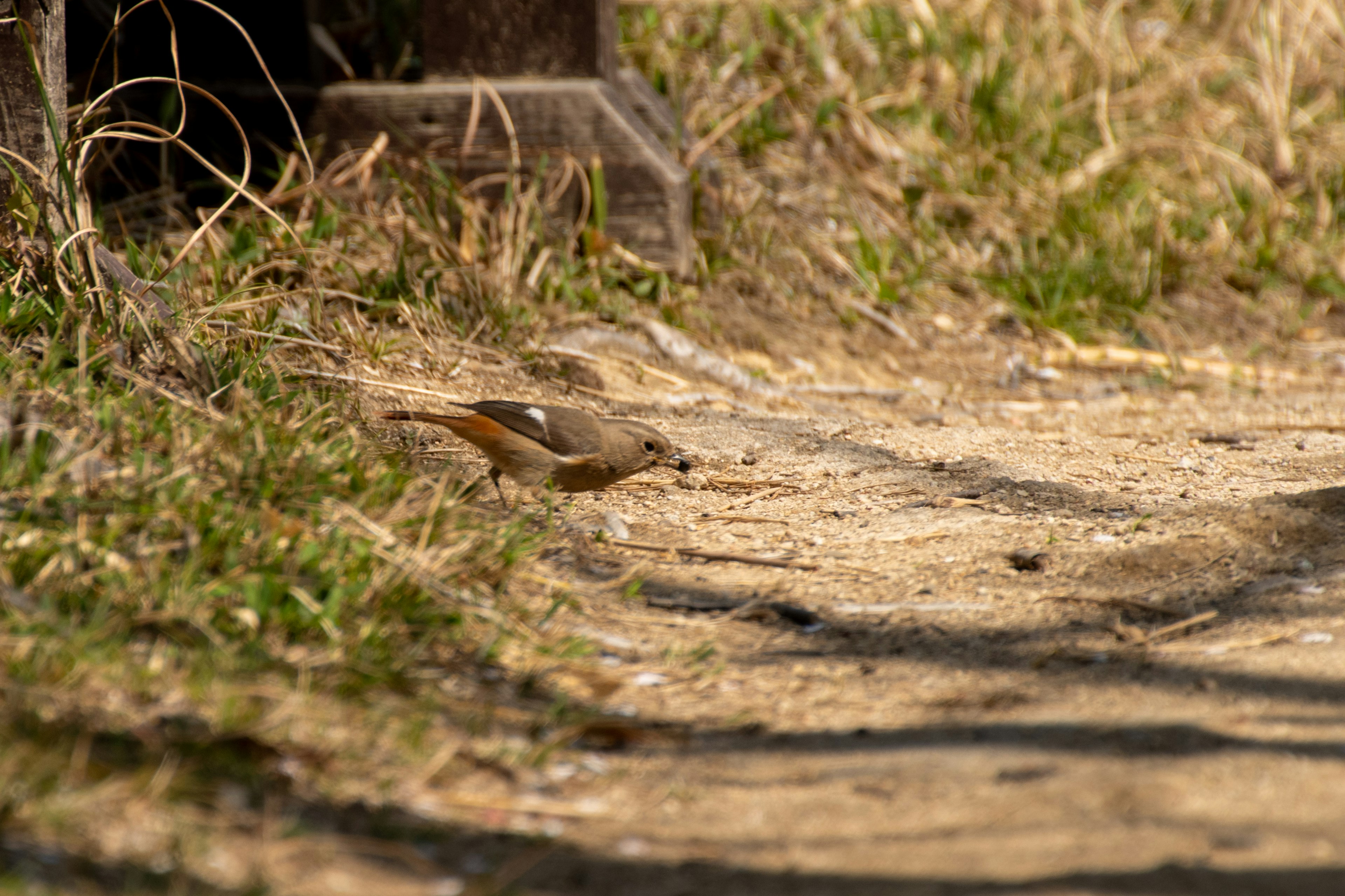 A small bird on a dirt path surrounded by grass