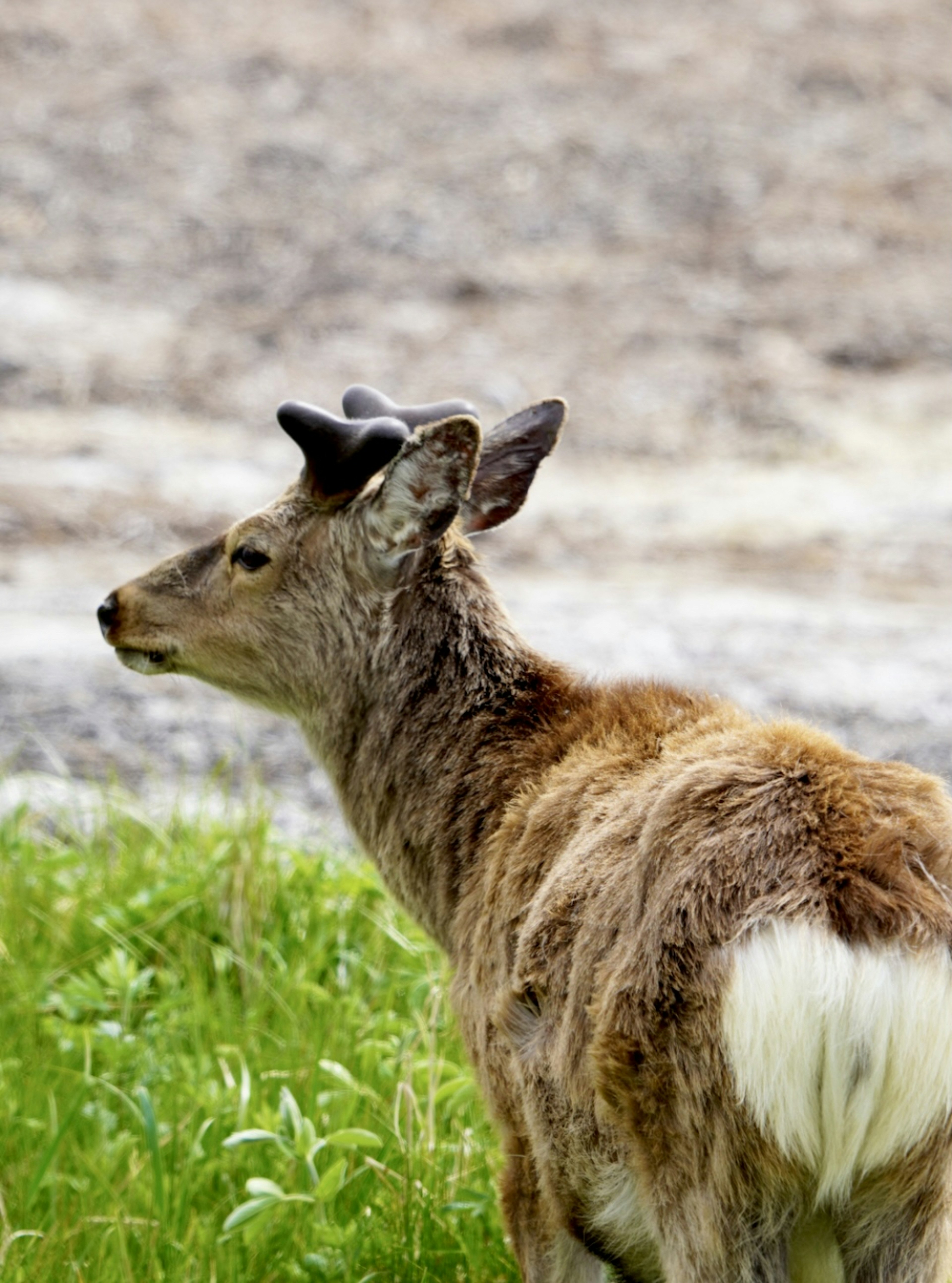 Un cerf avec des bois se tenant dans l'herbe en regardant sur le côté