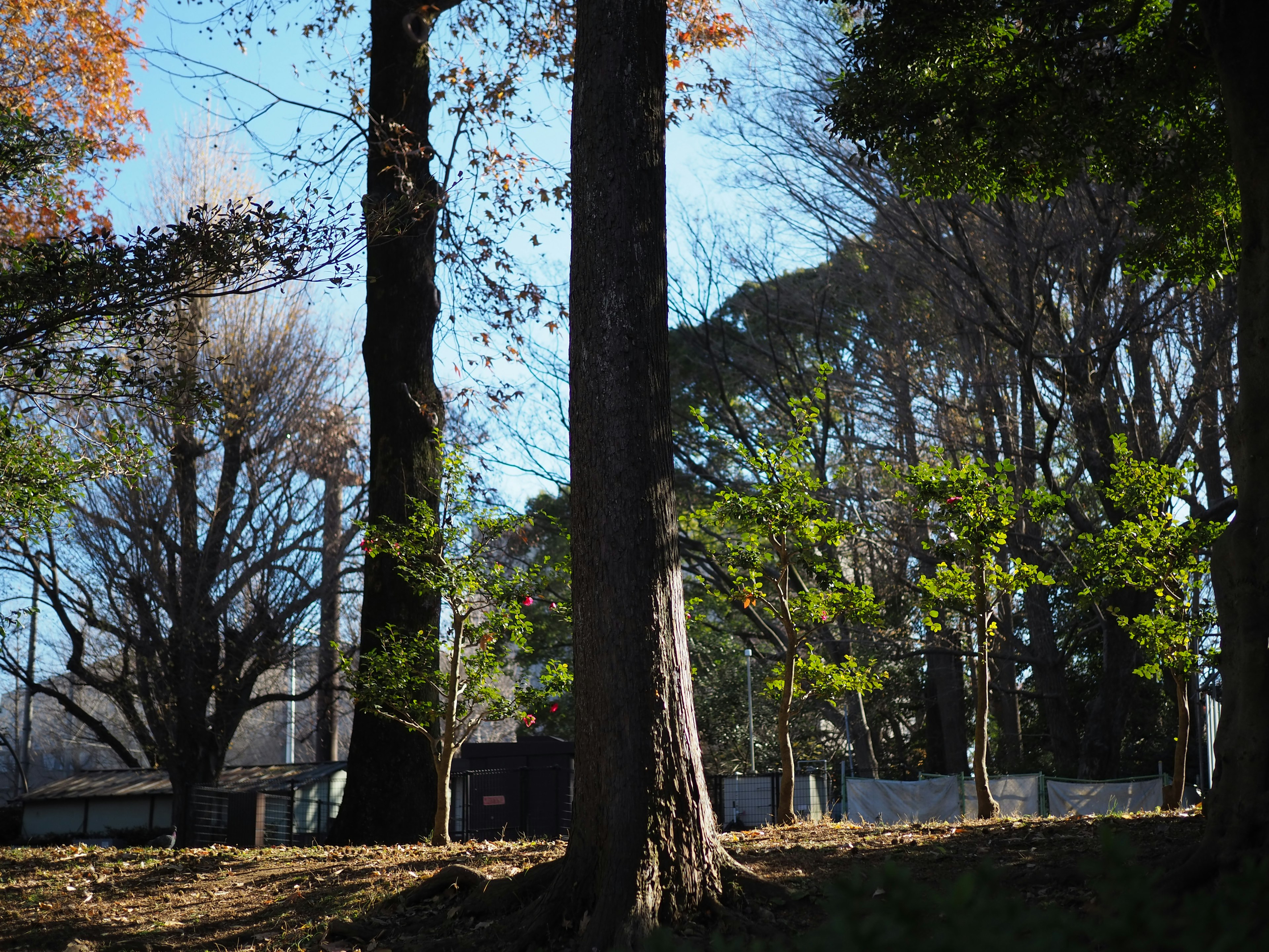 秋の木々と青空の下の風景