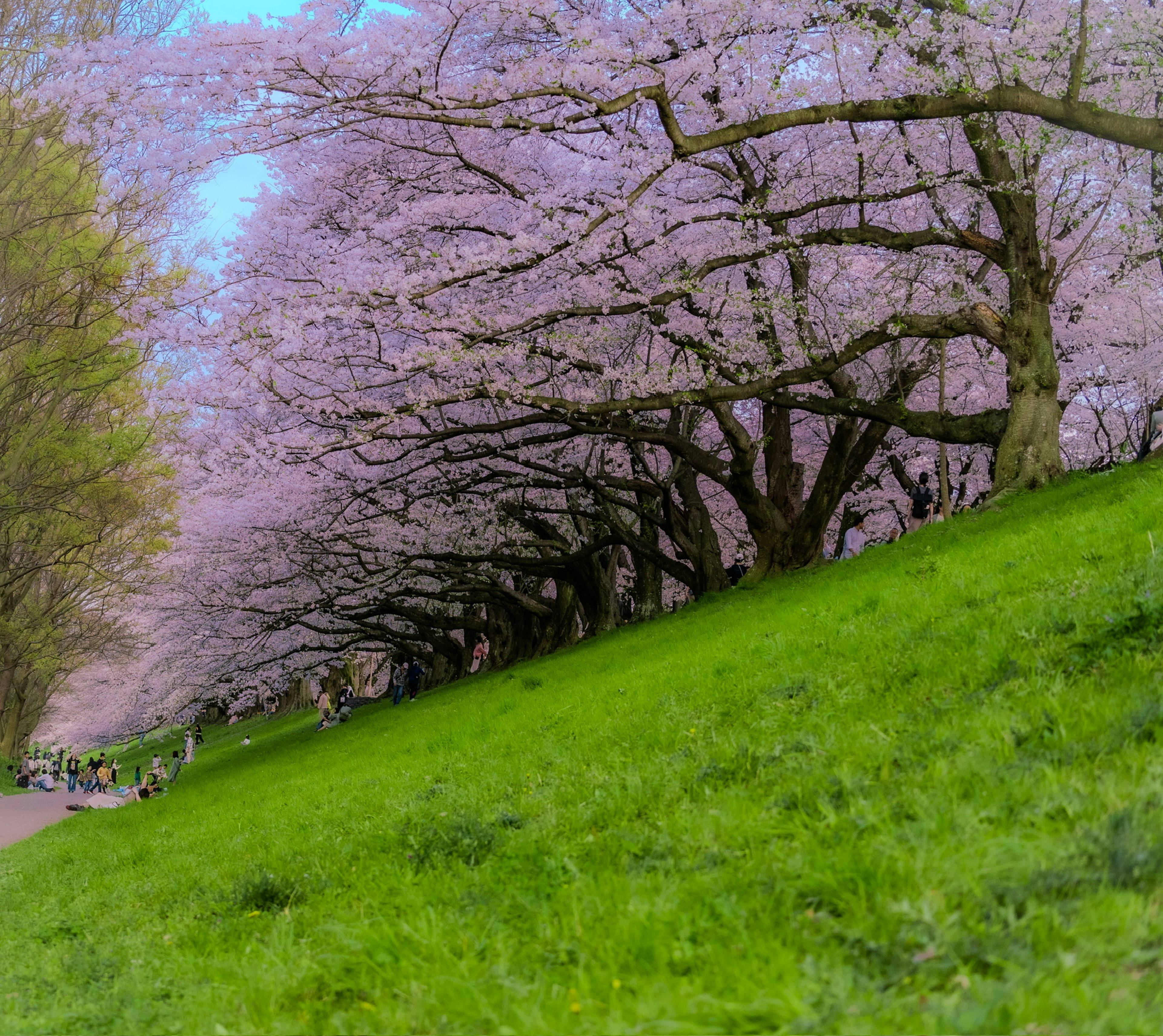 A landscape featuring cherry blossom trees along a green hillside