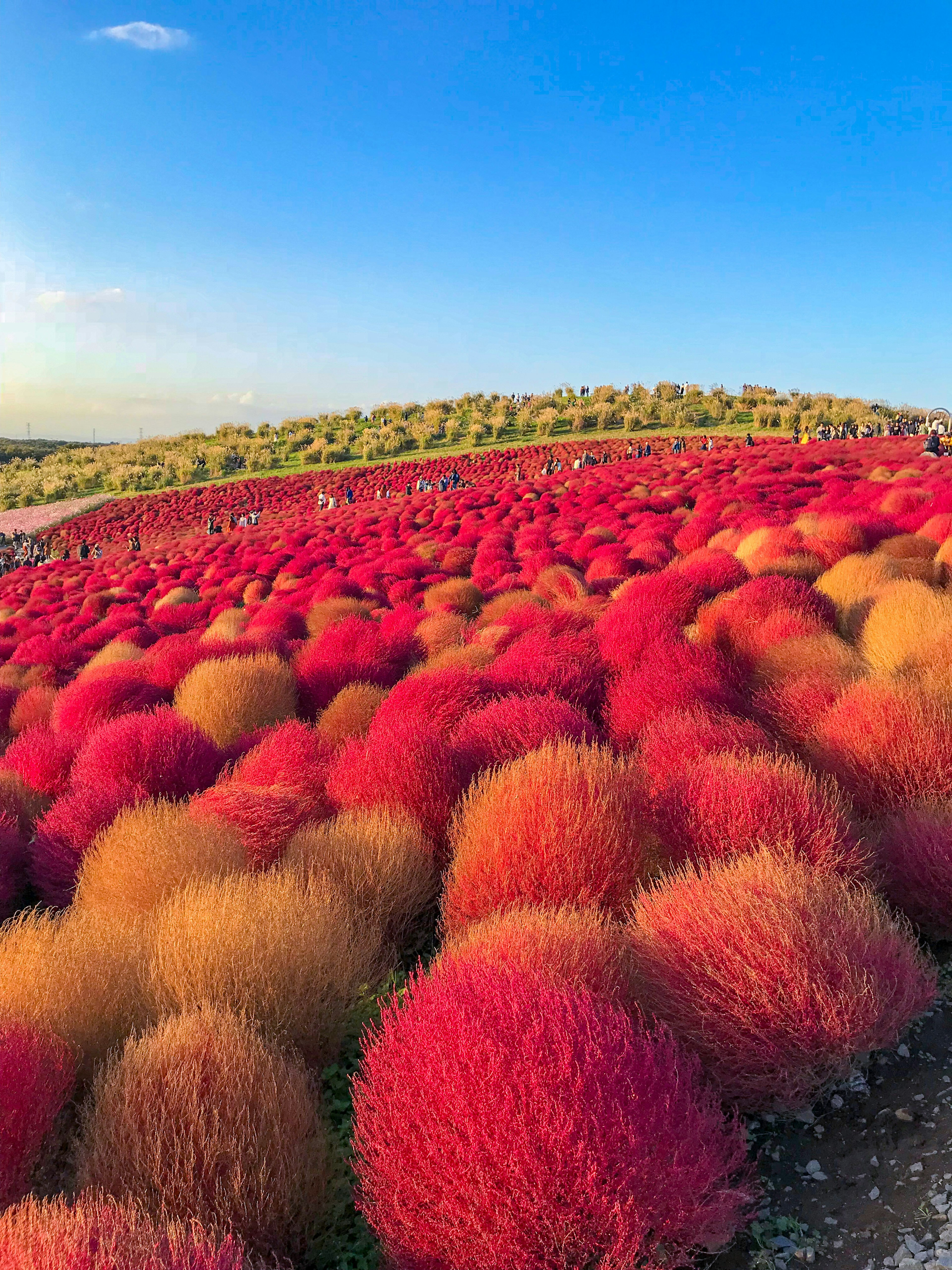 Landschaft mit rotem und orangefarbenem Kochia unter blauem Himmel