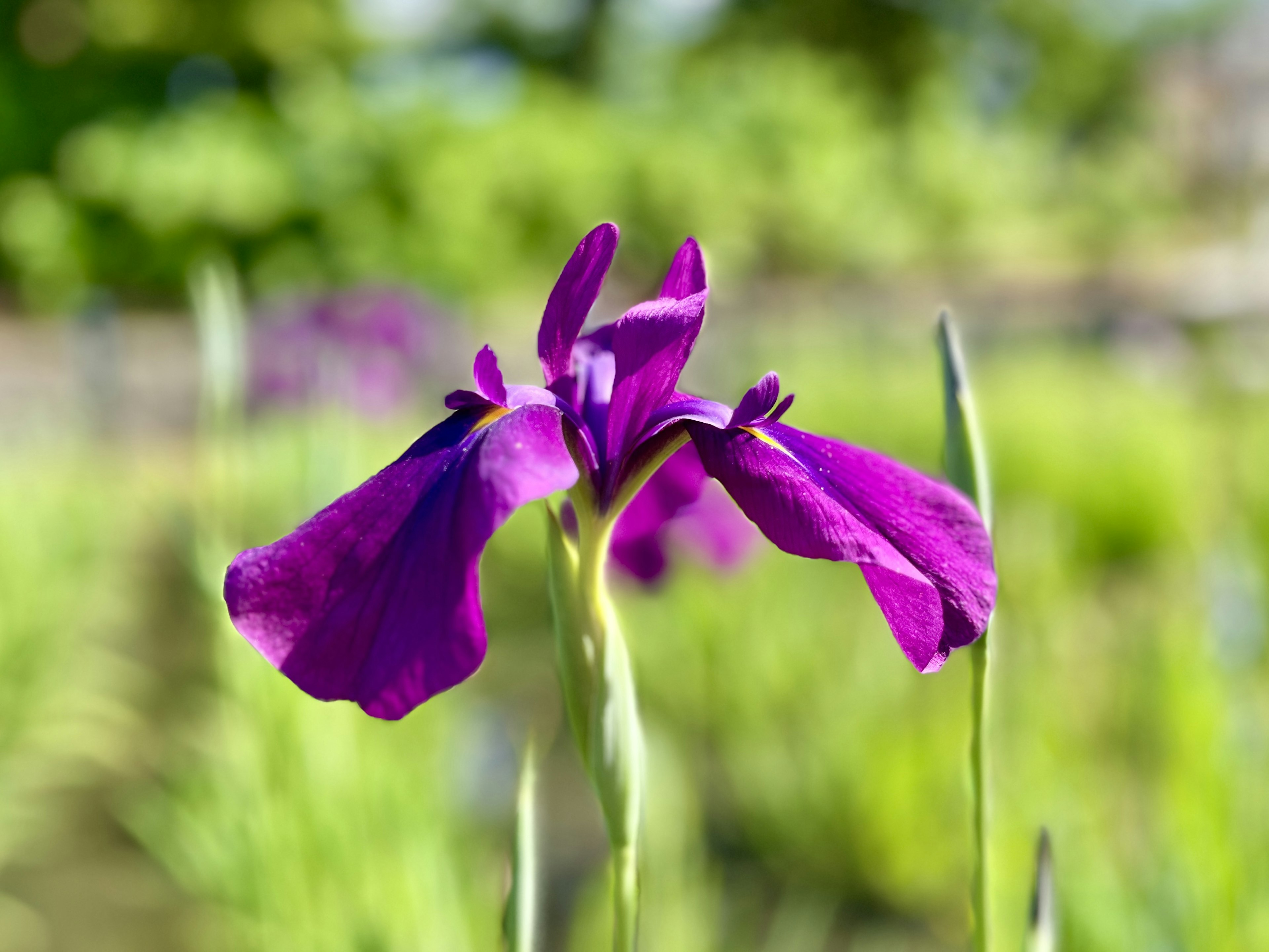 Primo piano di un fiore viola che fiorisce in un paesaggio verde