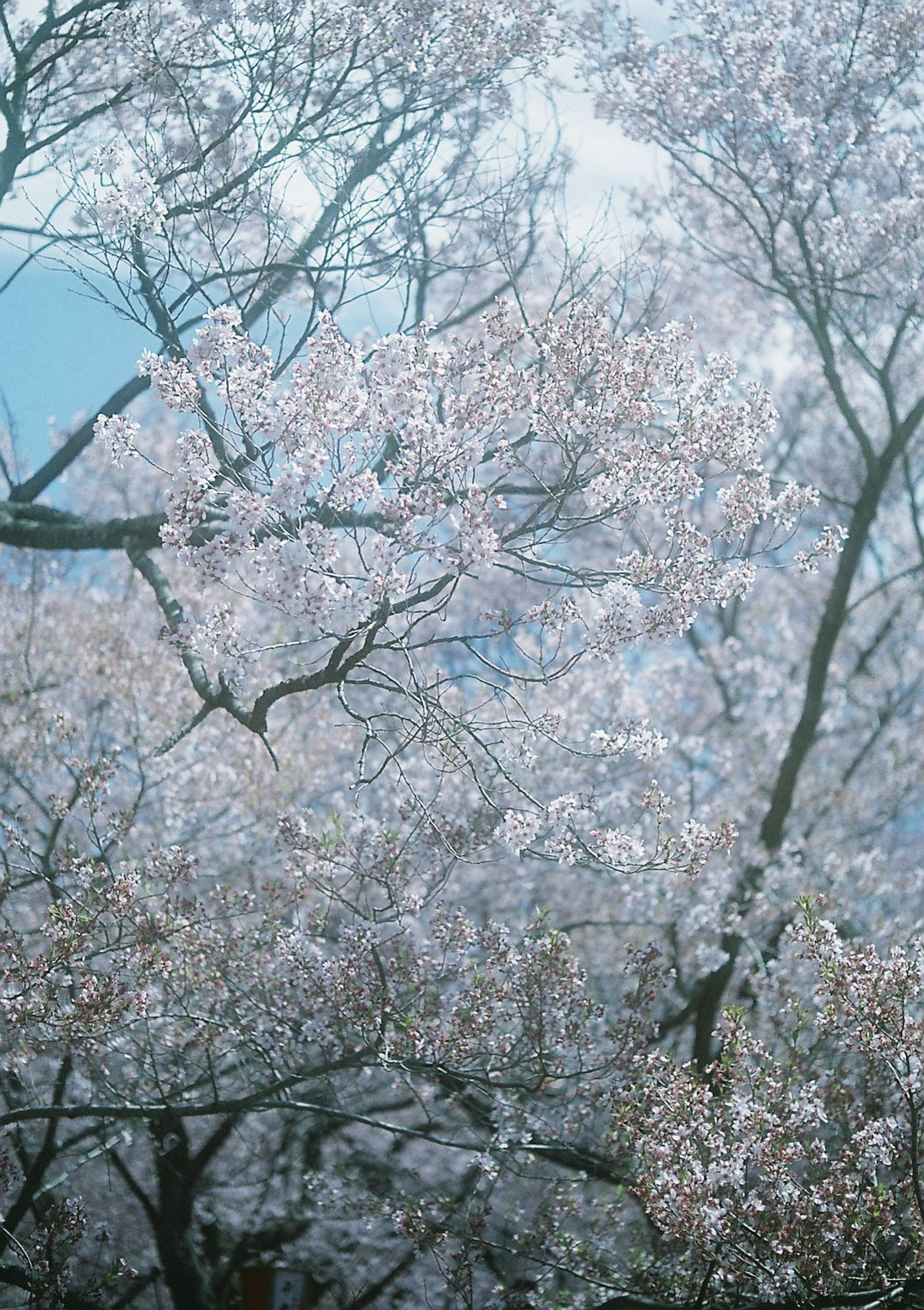 桜の花が満開の枝が青空を背景に広がる美しい風景