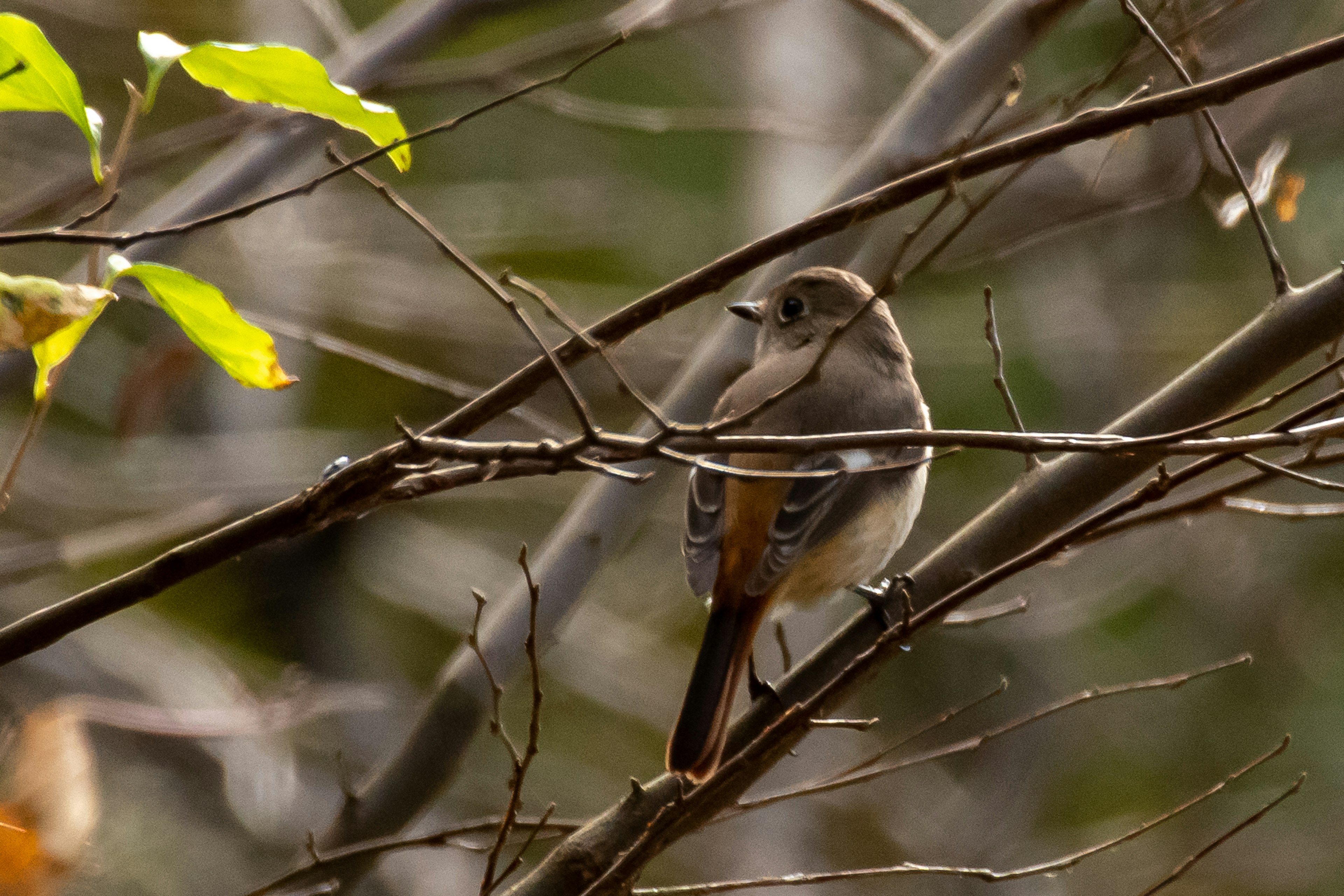 Un petit oiseau perché sur une brindille avec des feuilles vertes floues en arrière-plan