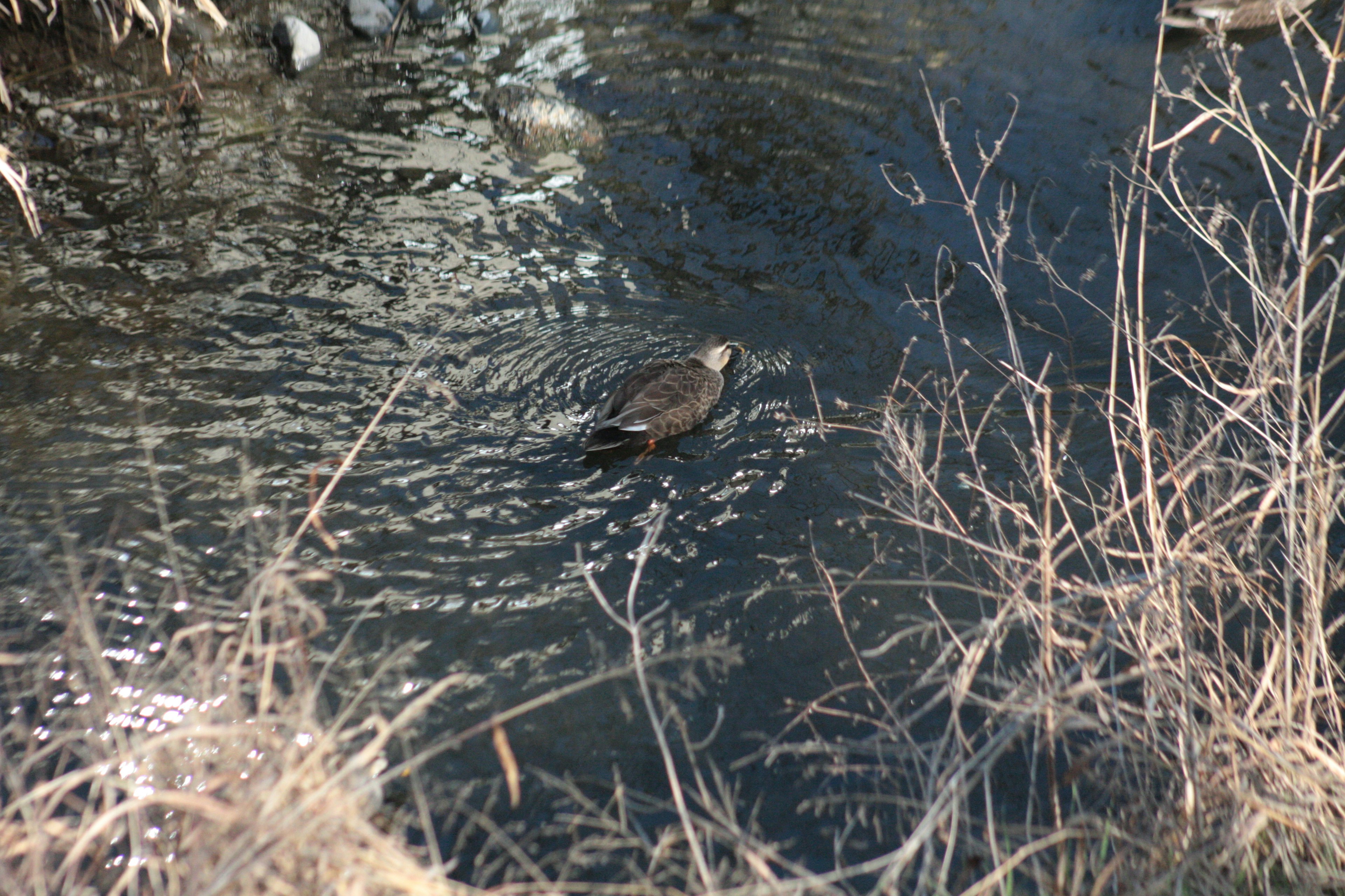 A duck swimming on the water's surface surrounded by dry grass