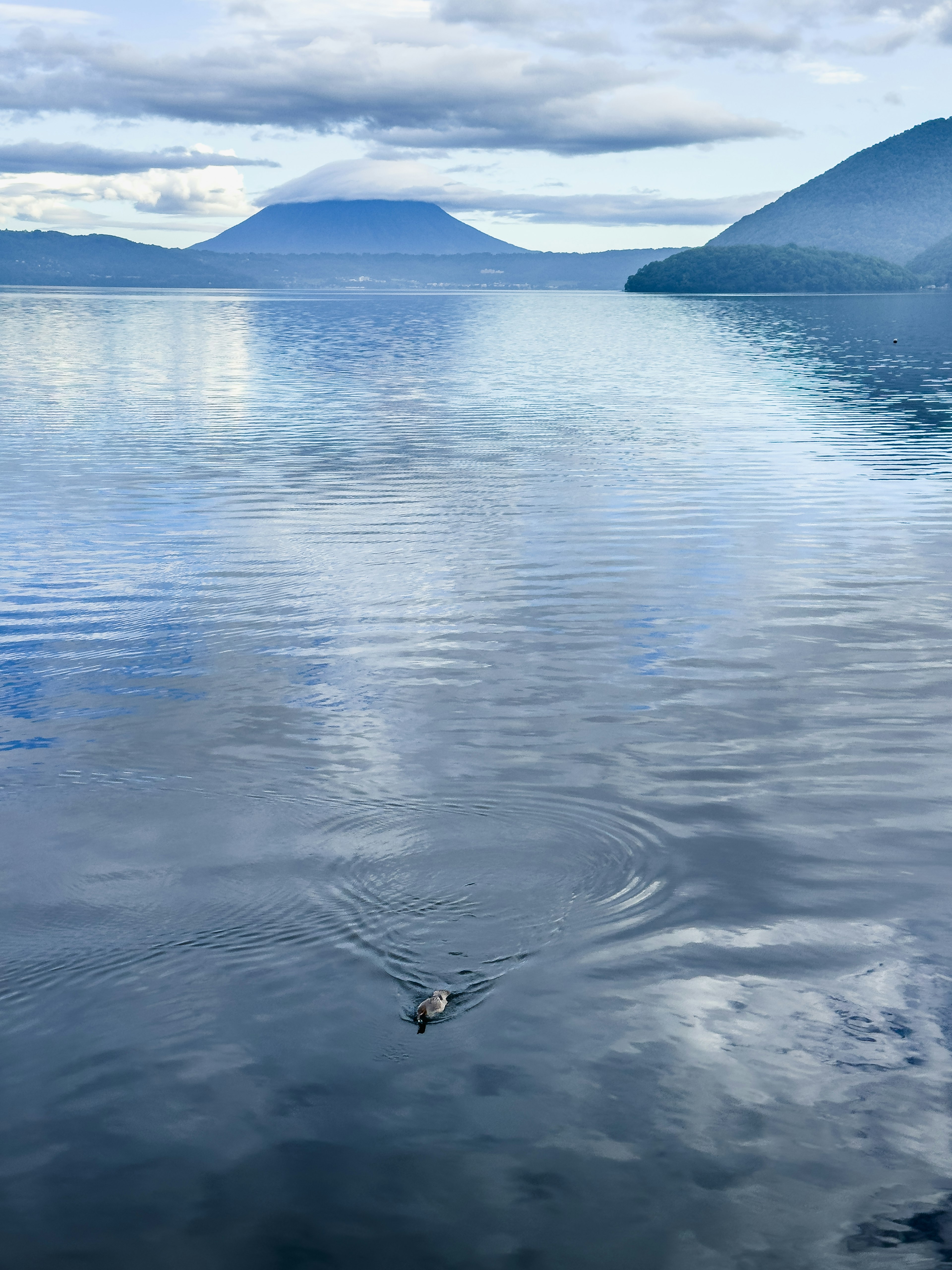 Ein einsames Wasservogel, das über einen ruhigen See mit umliegenden Bergen gleitet