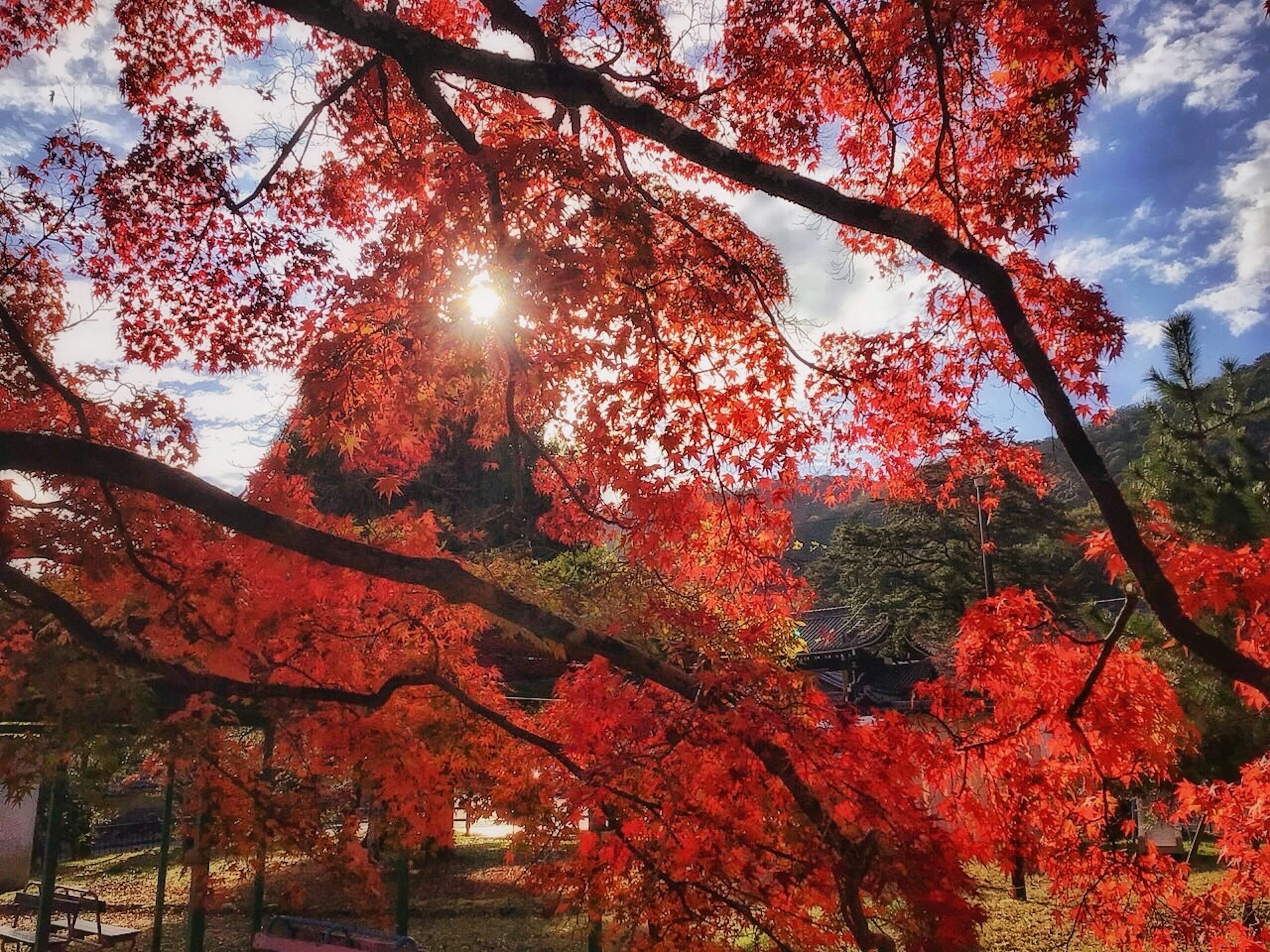 紅葉した木々の間から差し込む太陽の光