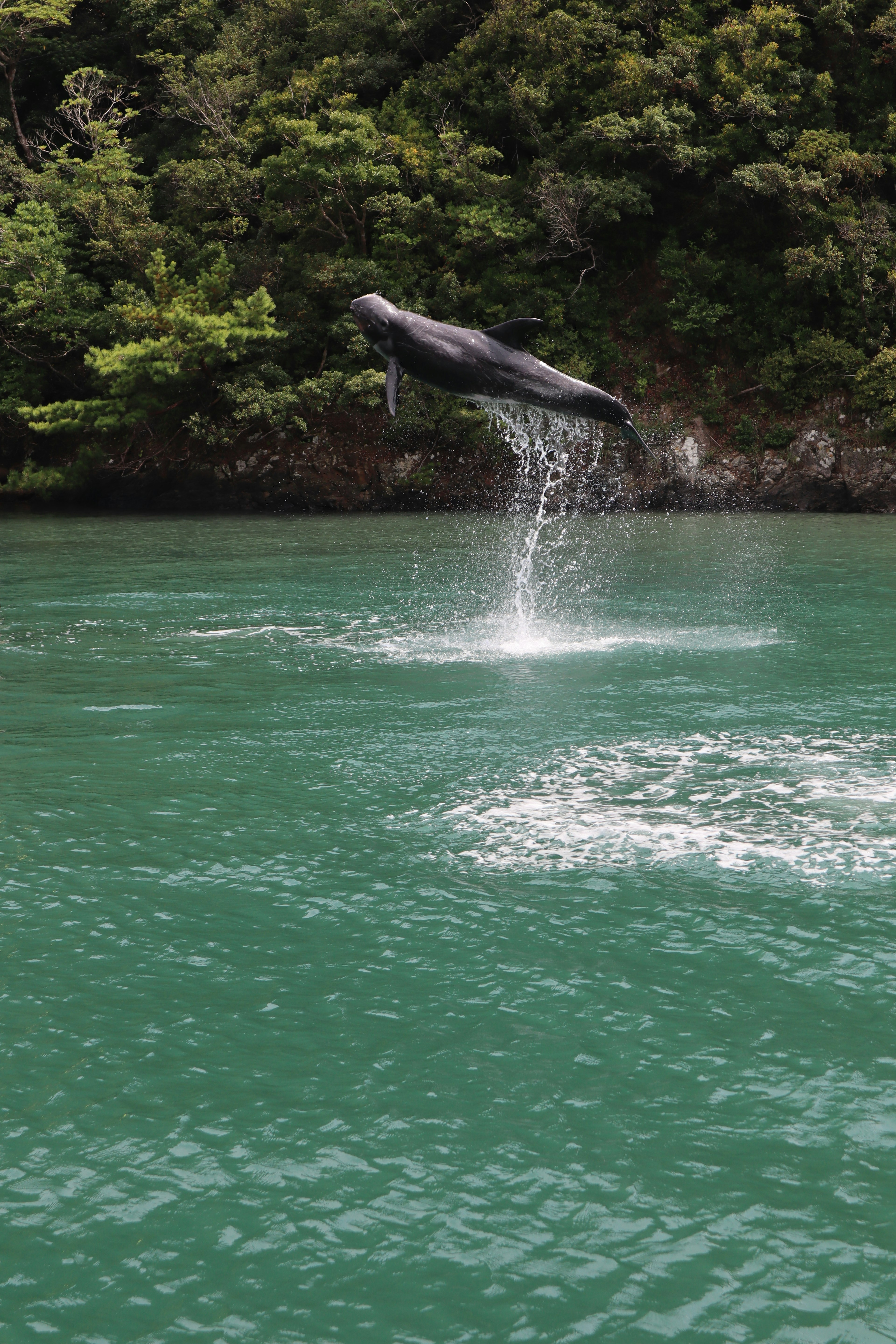 水面から飛び跳ねるイルカの姿美しい緑の海と自然の背景