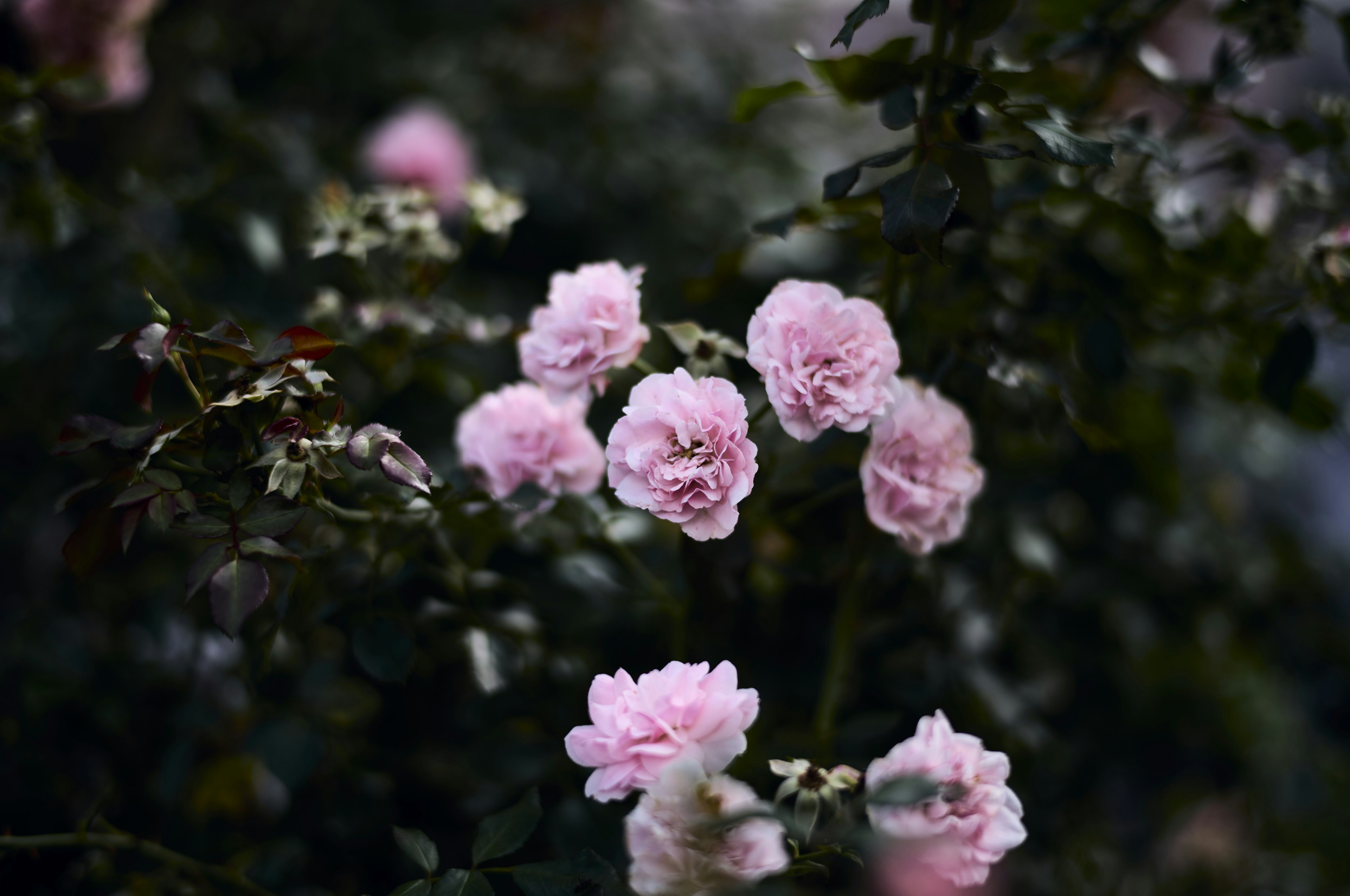 Primo piano di fiori rosa chiaro in fiore su una pianta