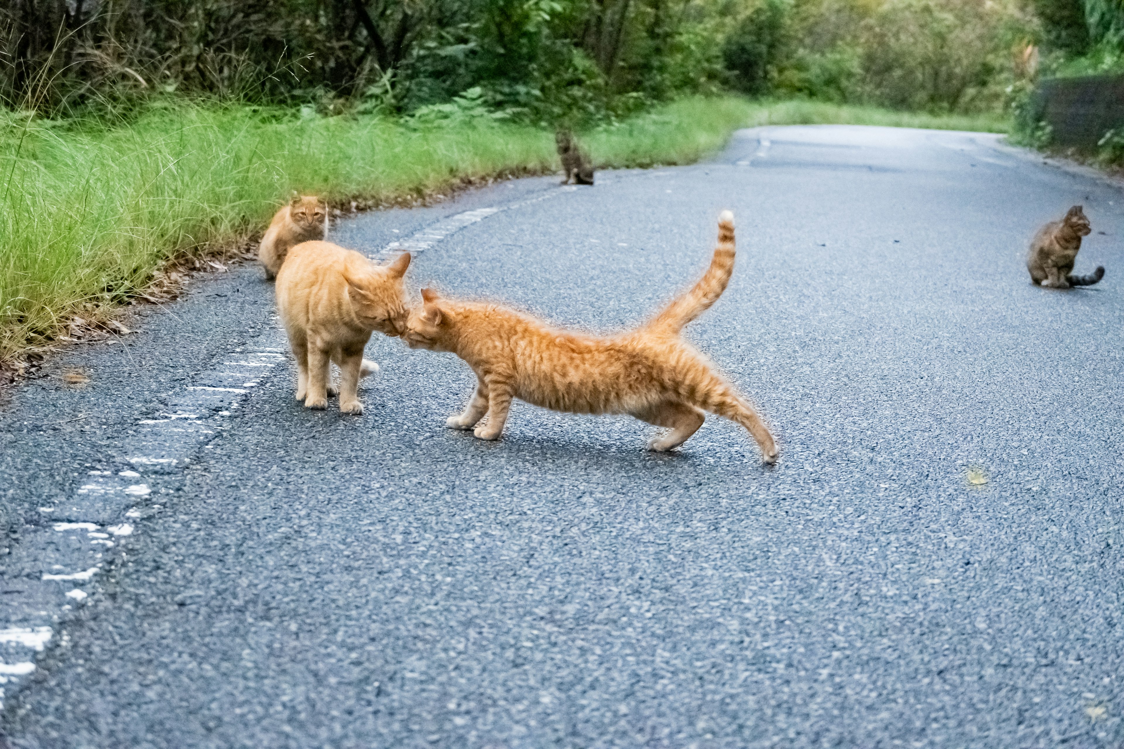 Due gatti arancioni che interagiscono su una strada con altri gatti sullo sfondo