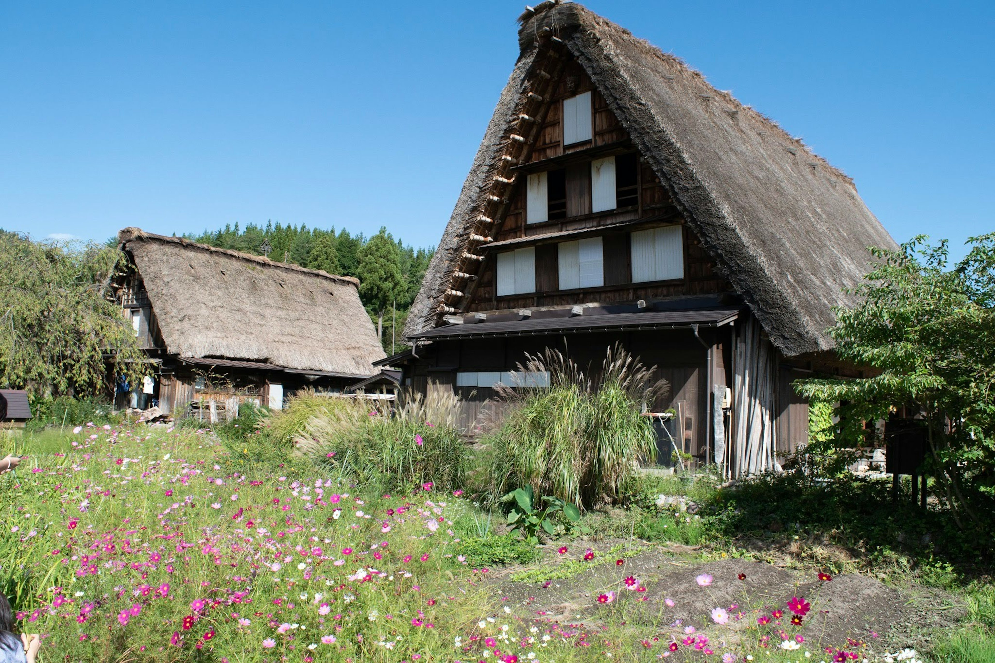 伝統的な合掌造りの家と花畑の風景