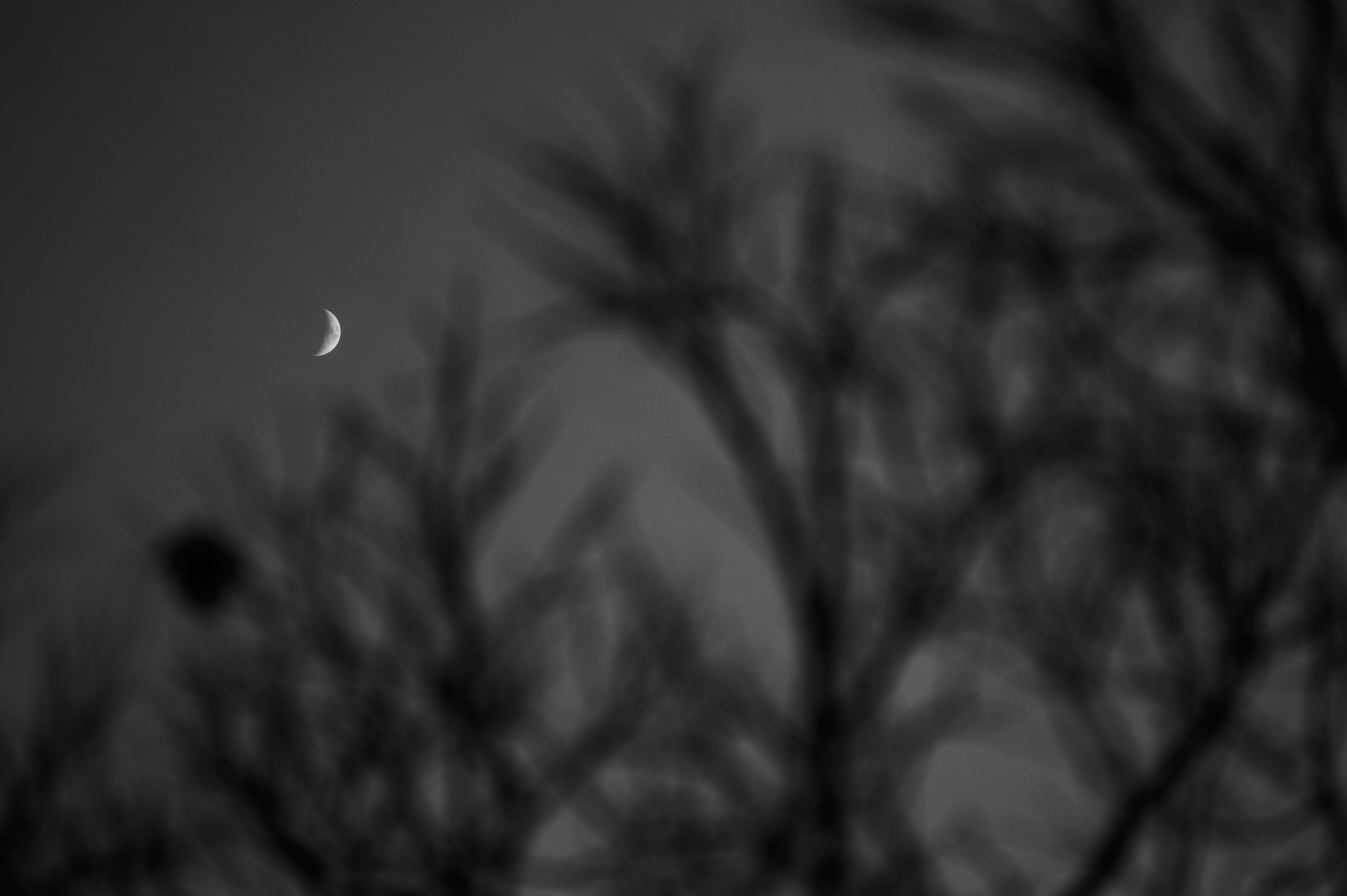 Thin crescent moon in the night sky with silhouetted branches