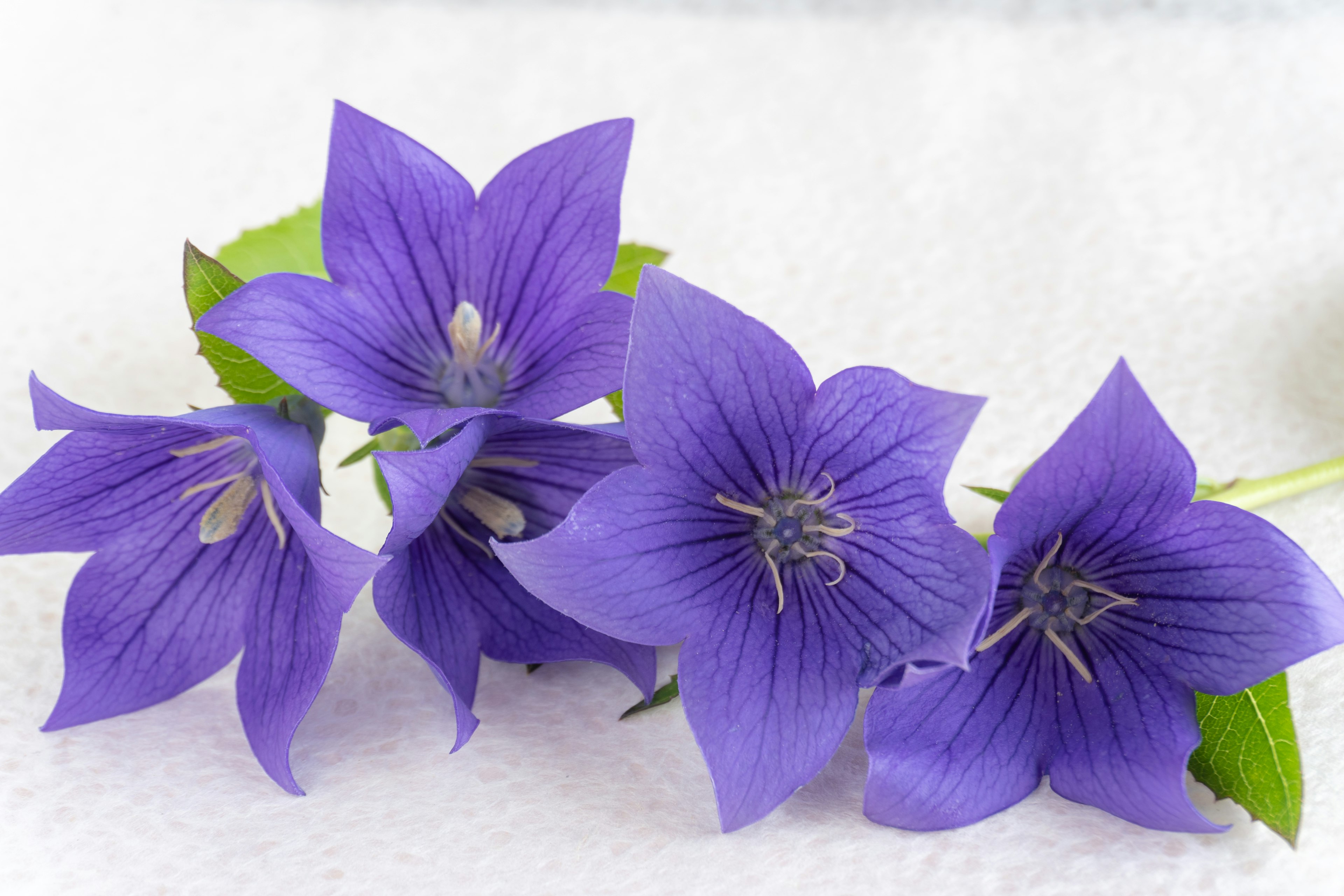 Ein schöner Blumenstrauß mit lila Blütenblättern