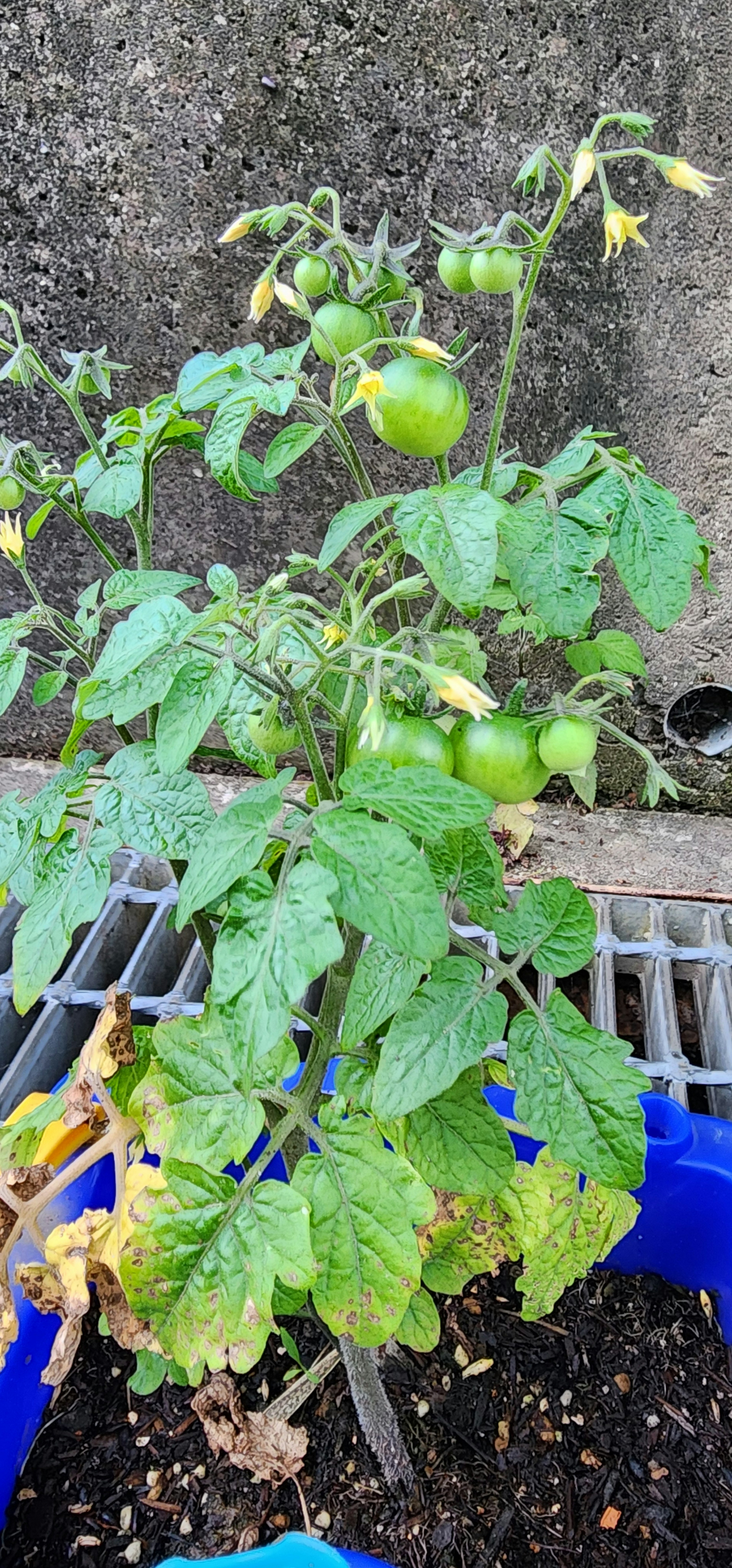 Green tomatoes and leaves growing in a blue planter