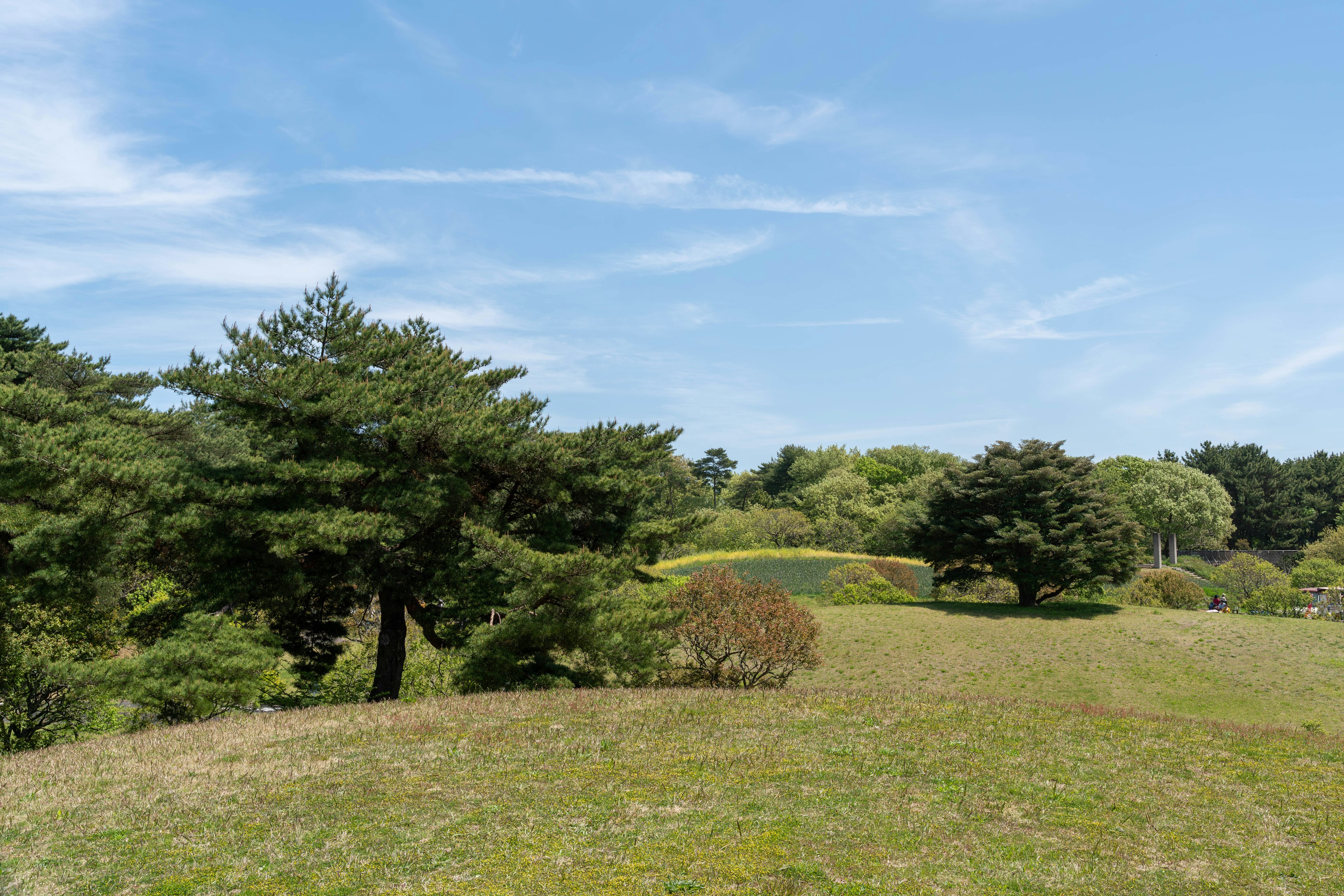 Paesaggio di colline verdi e pini sotto un cielo azzurro