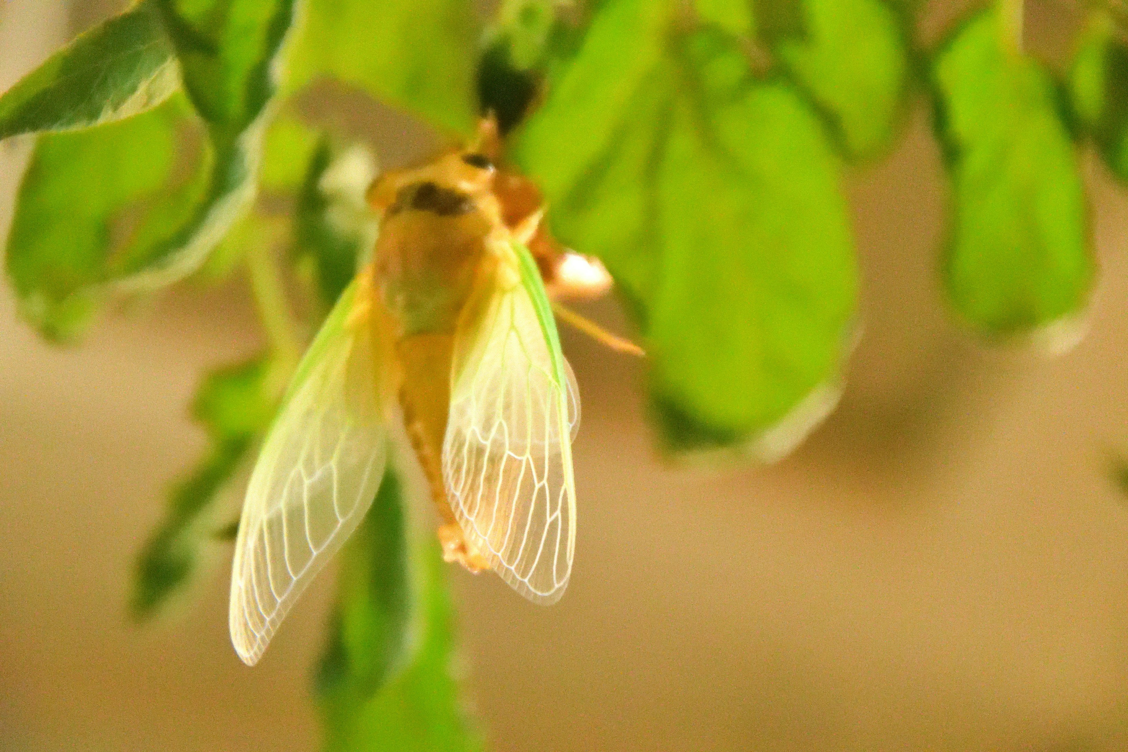 Close-up of a brightly colored cicada perched on green leaves