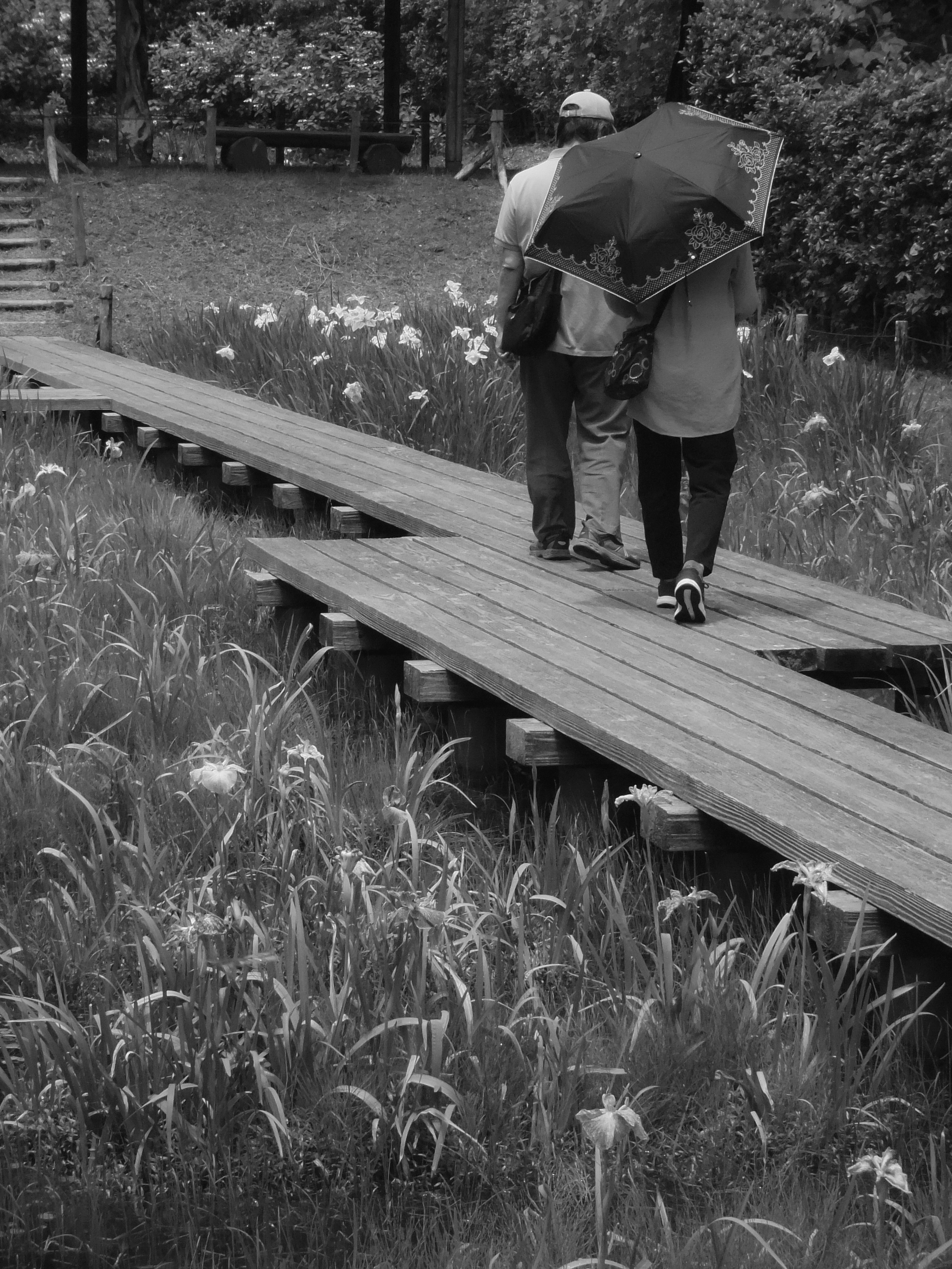 Personas caminando por un sendero de madera con paraguas rodeados de hierba alta y flores