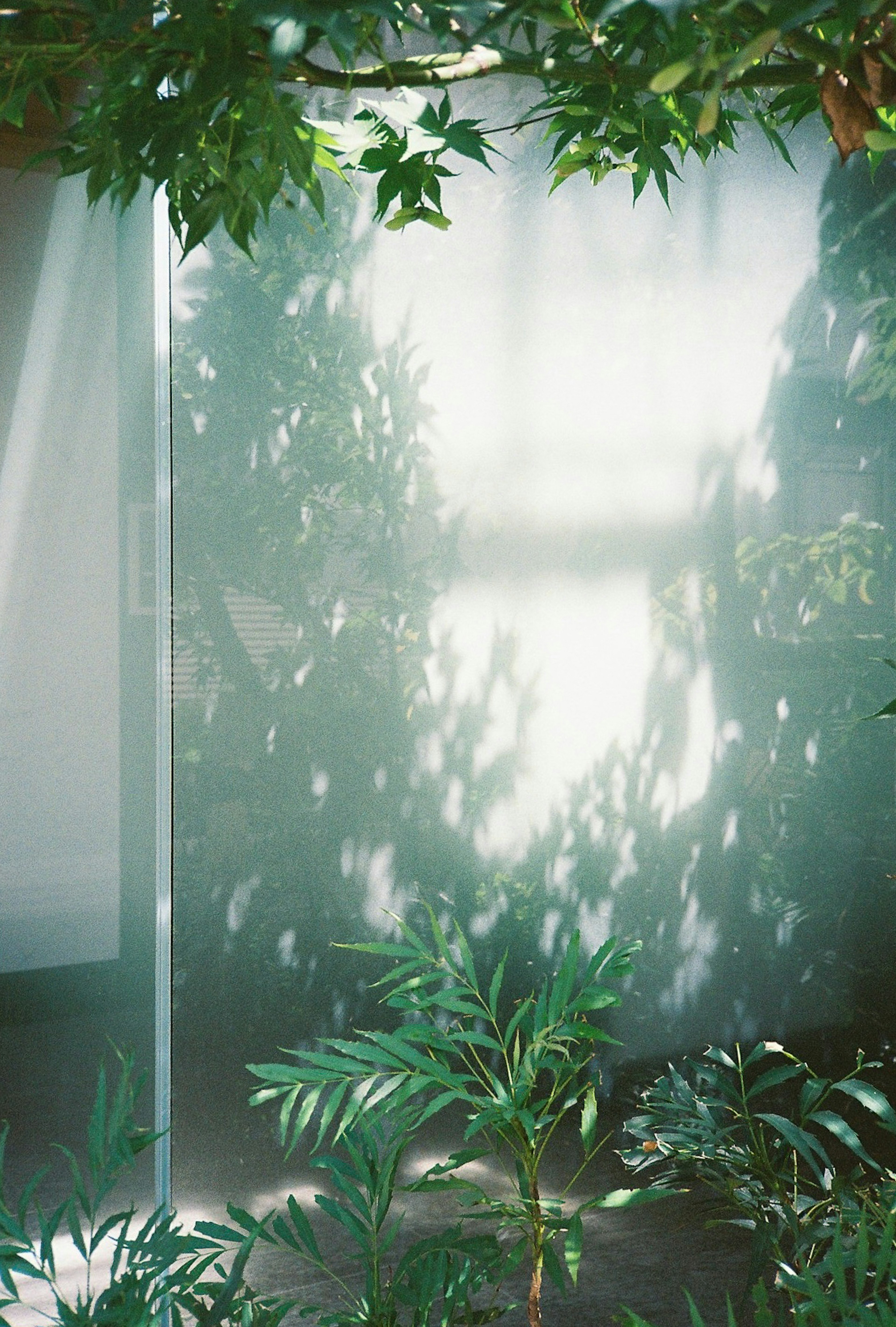 Un espace serein avec un mur en verre translucide et des plantes vertes