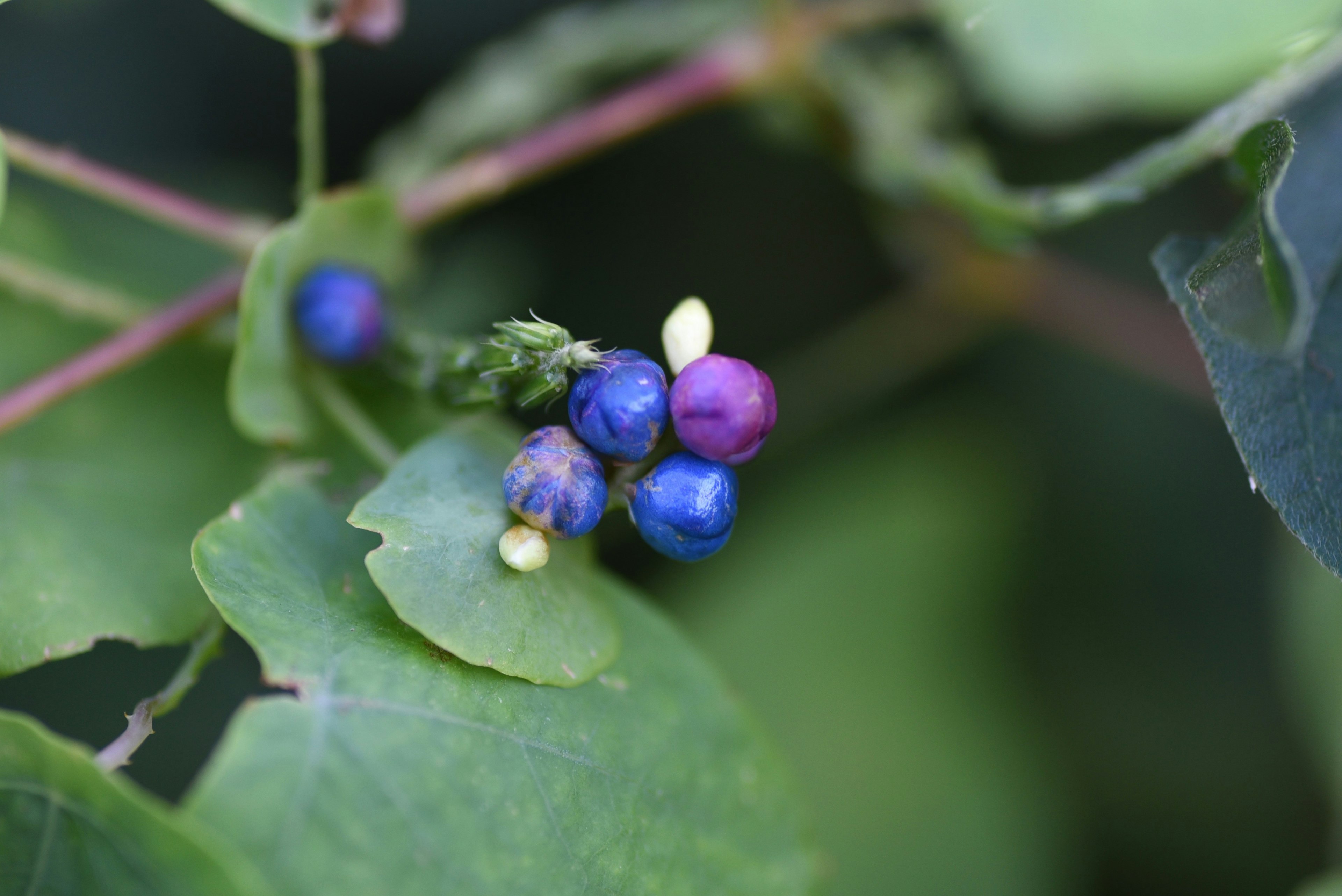 Branche avec des feuilles vertes et des baies bleu violet