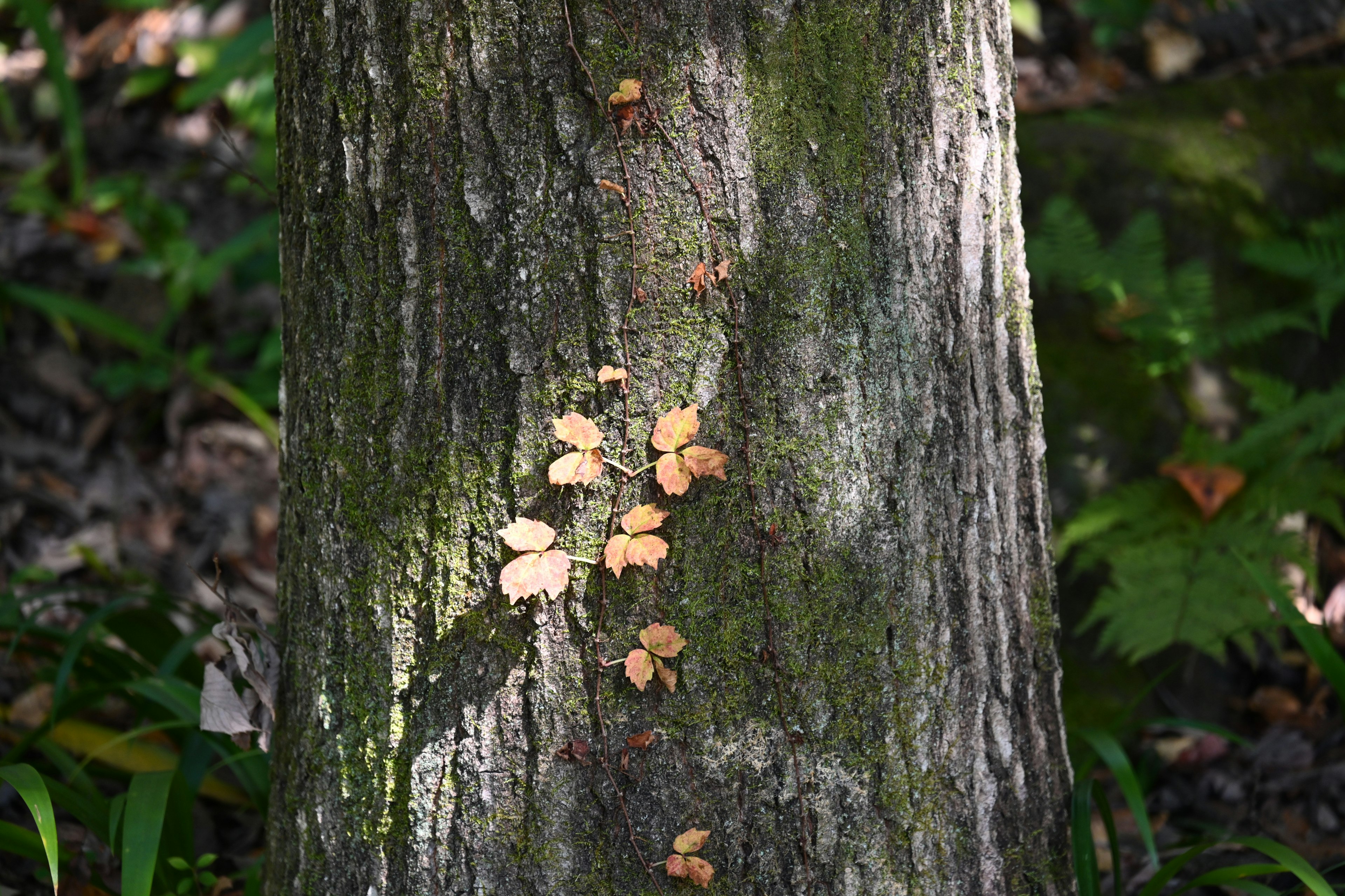 Acercamiento a un tronco de árbol con pequeñas hojas y musgo en un entorno natural