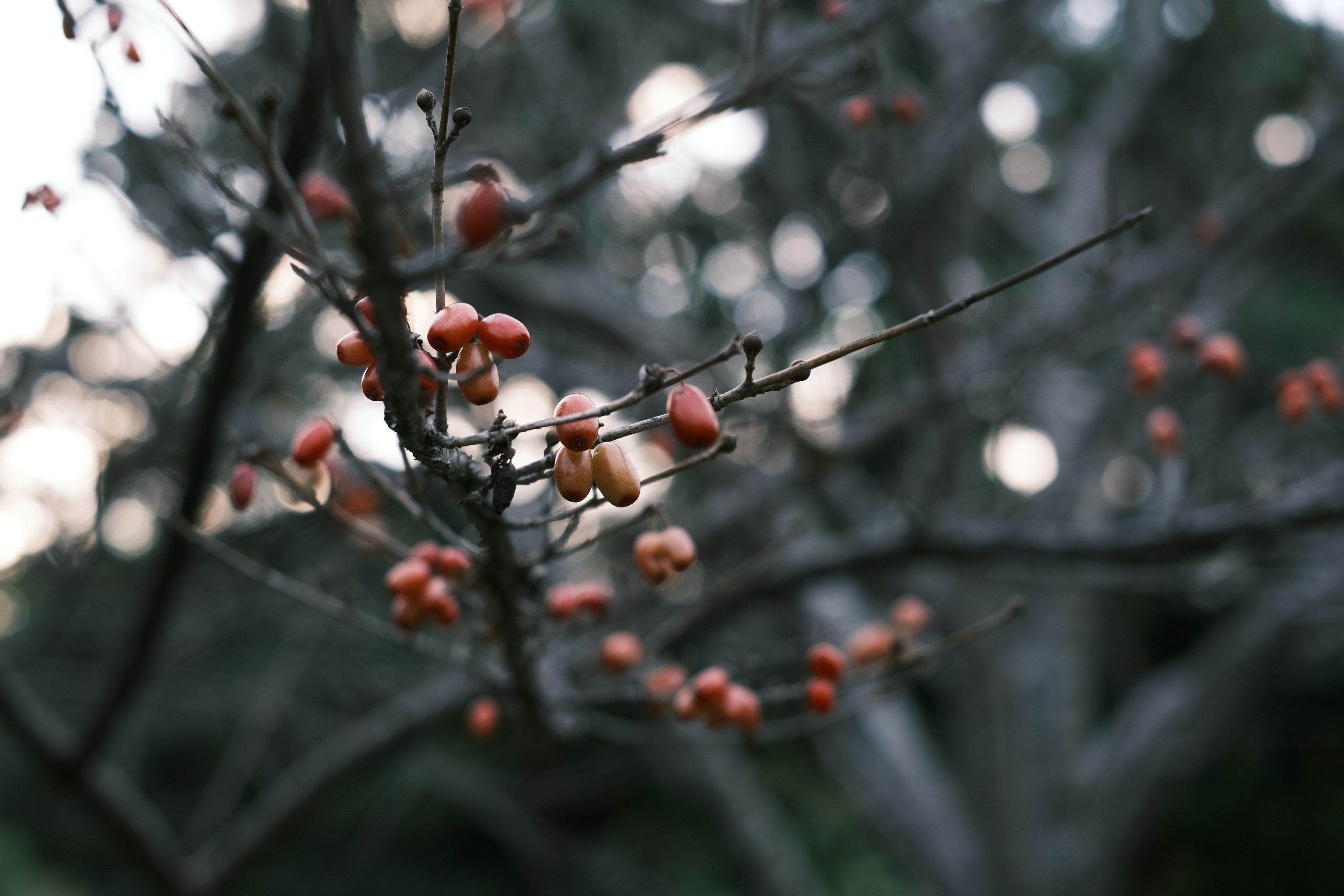 Close-up of a branch with red berries blurred background of green trees