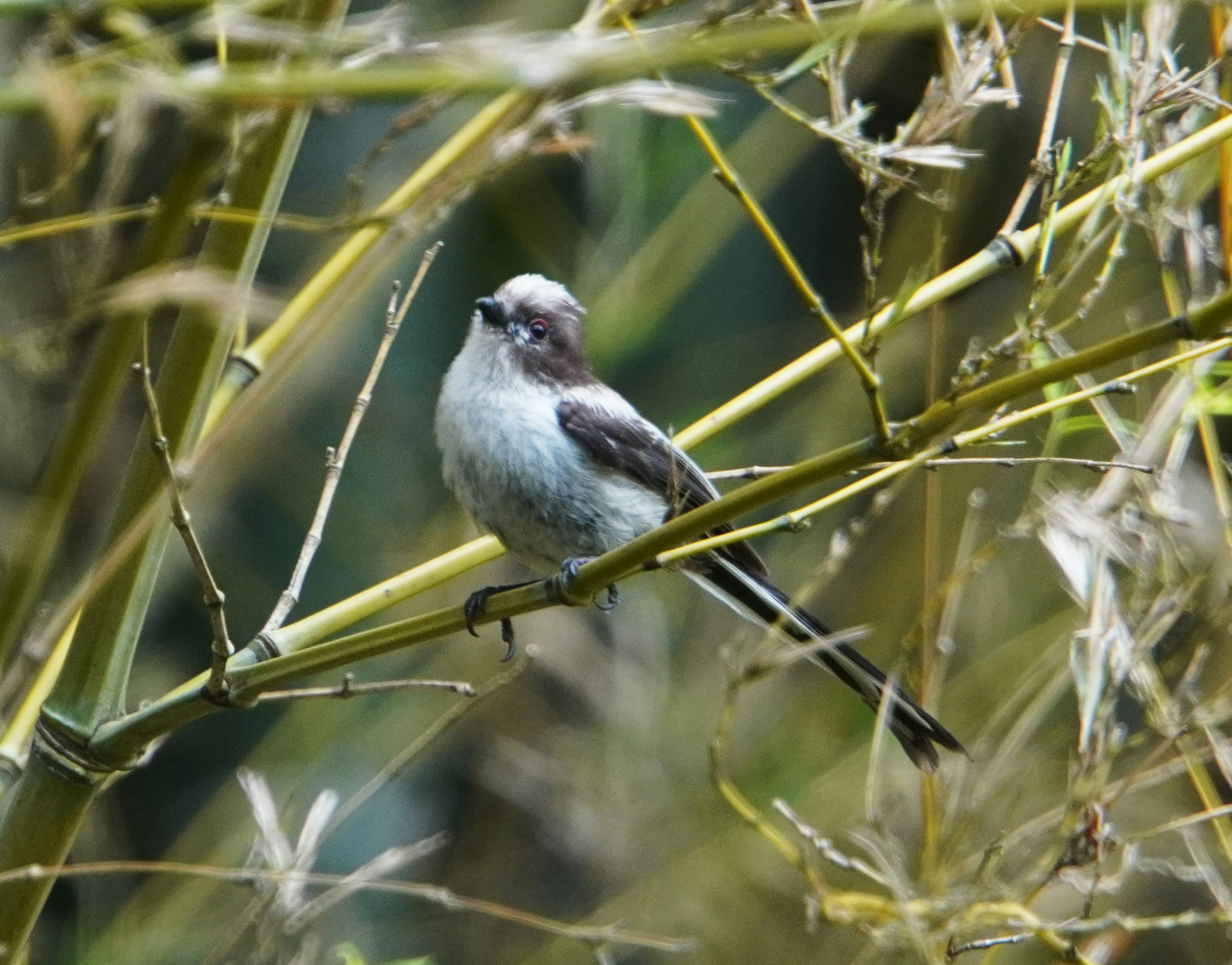 Small bird perched among bamboo