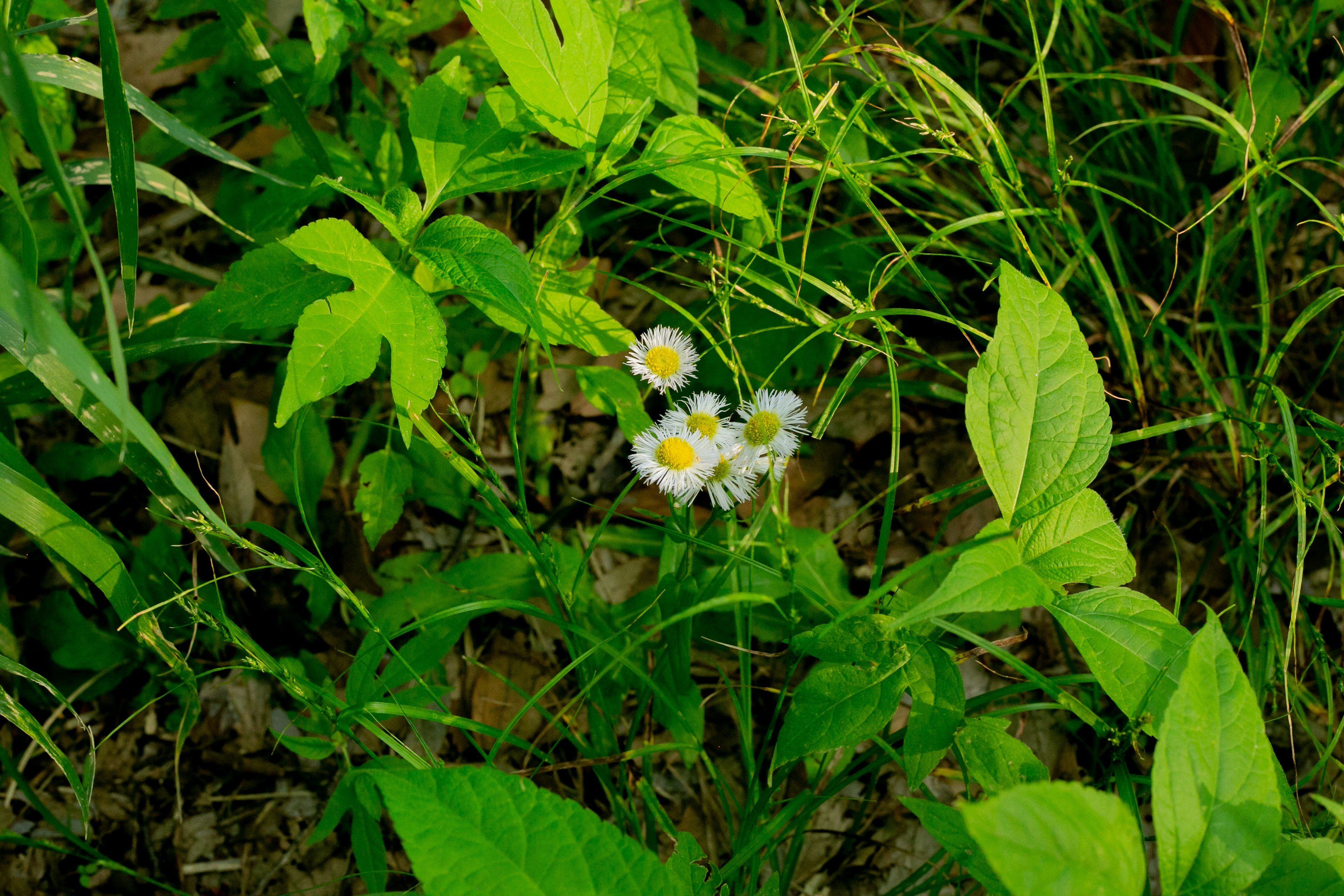 緑の葉に囲まれた白い花が咲いている写真