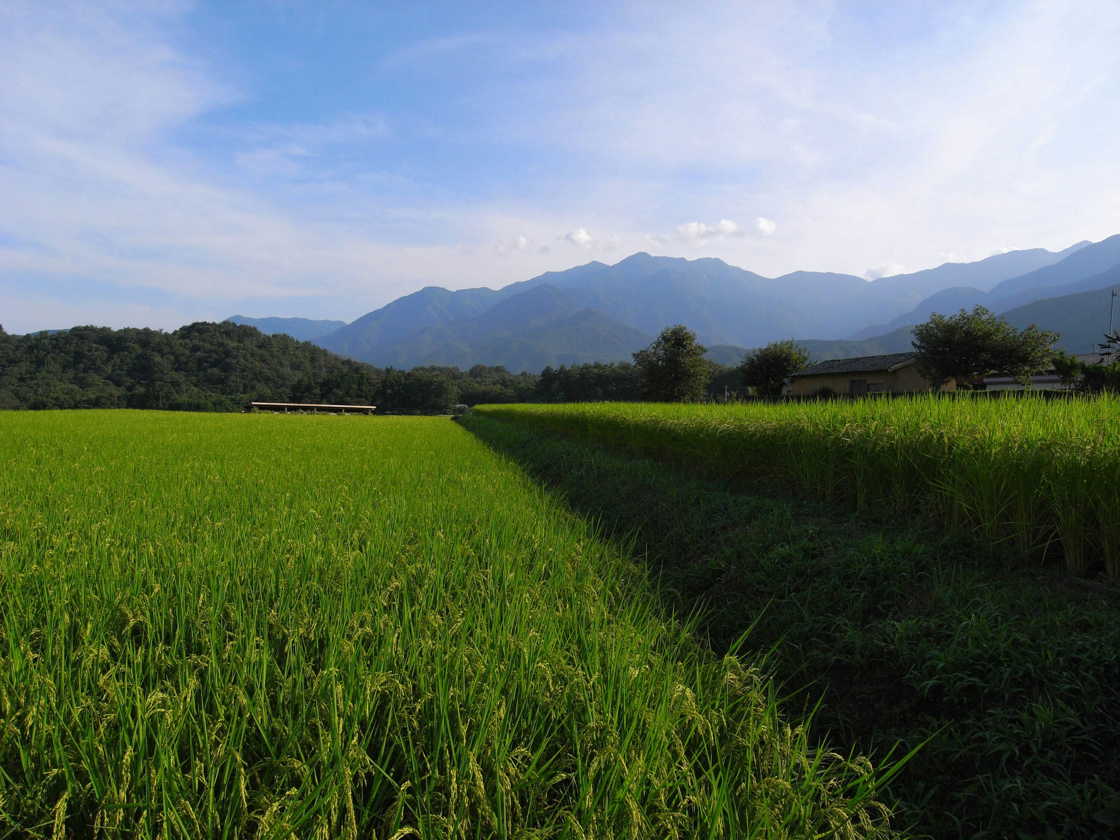 ทุ่งข้าวเขียวชอุ่มใต้ท้องฟ้าสีฟ้าพร้อมภูเขาในพื้นหลัง