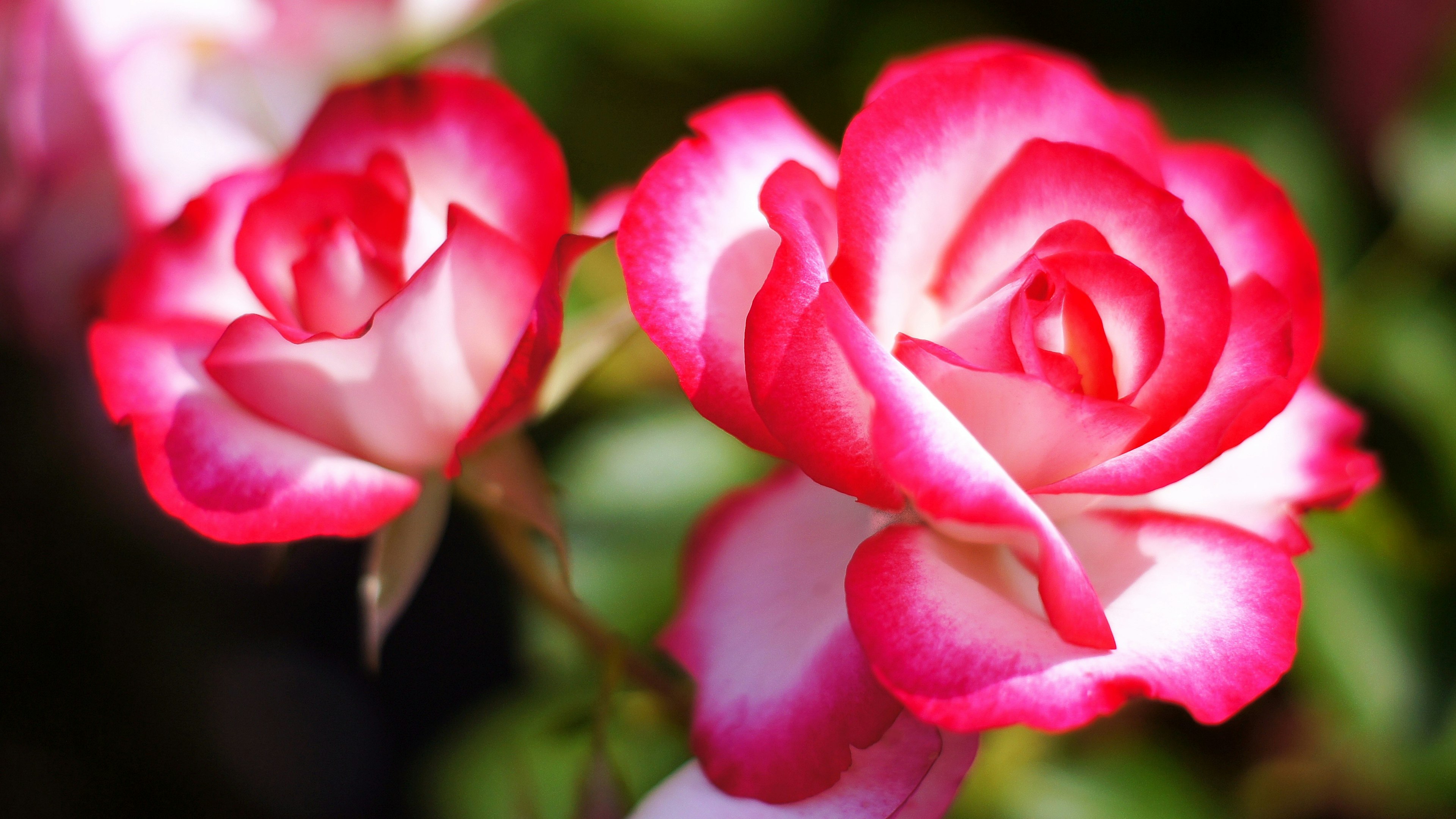 Rosas rosas y blancas vibrantes en flor