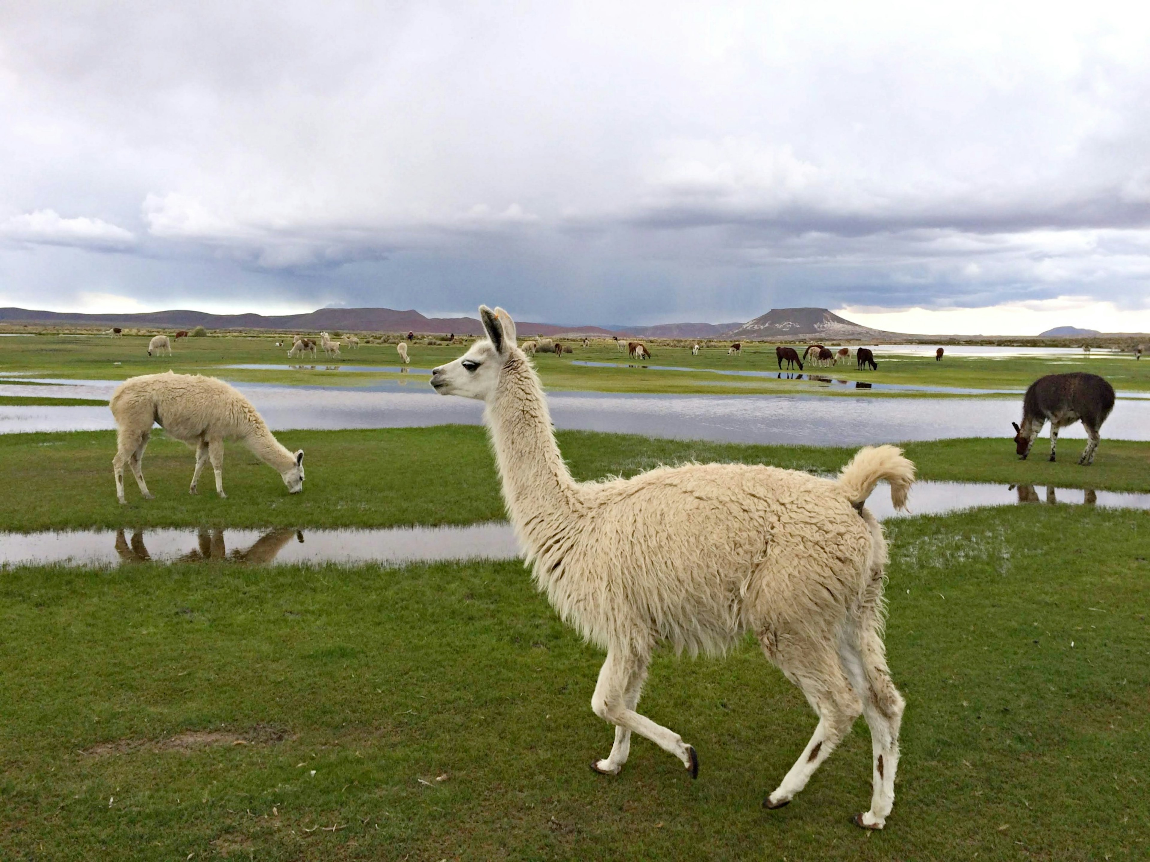 Seekor llama putih berjalan di padang rumput dengan latar belakang langit berawan