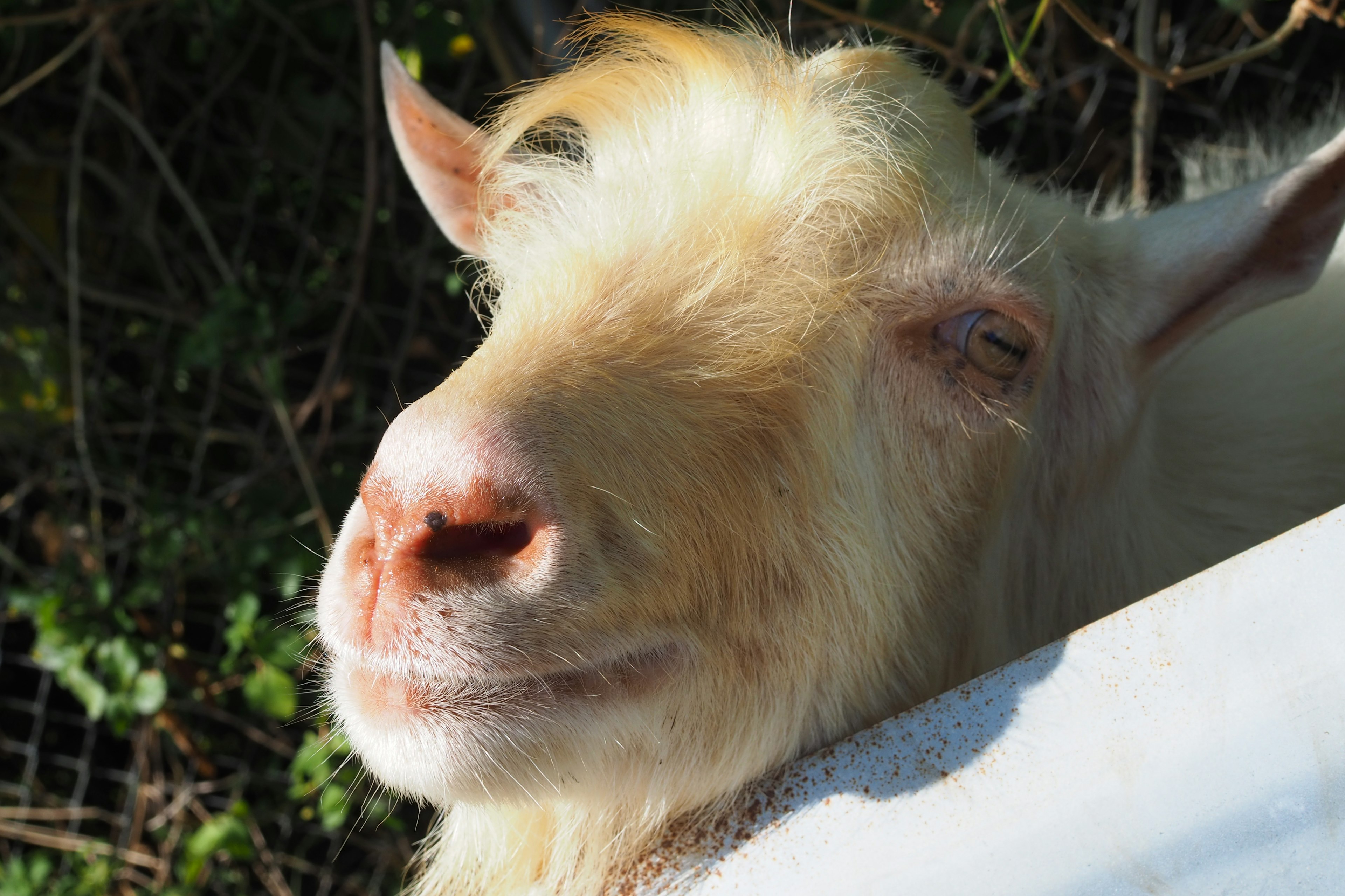 Close-up of a white goat's face basking in sunlight