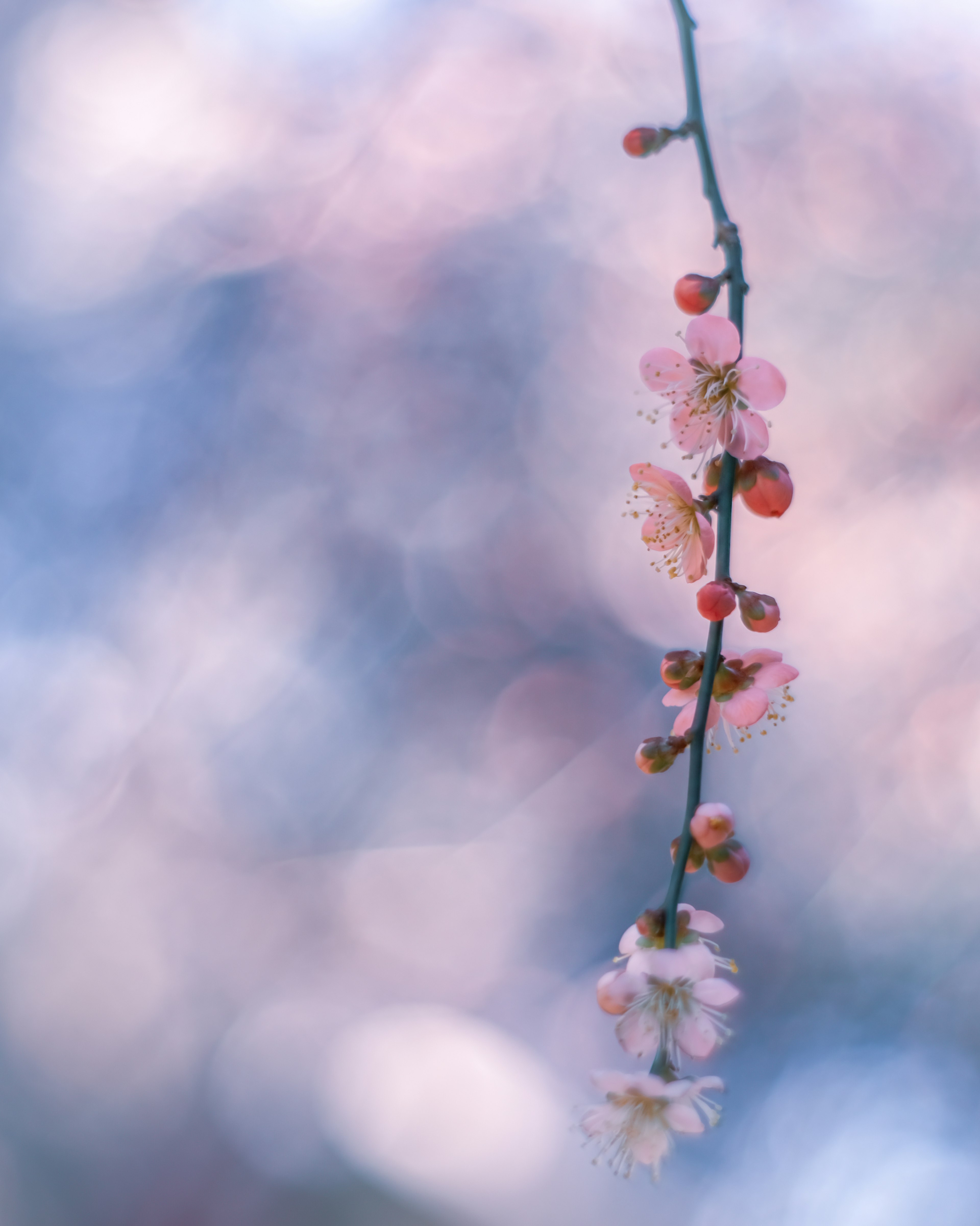 A branch with pink cherry blossoms and buds against a soft background