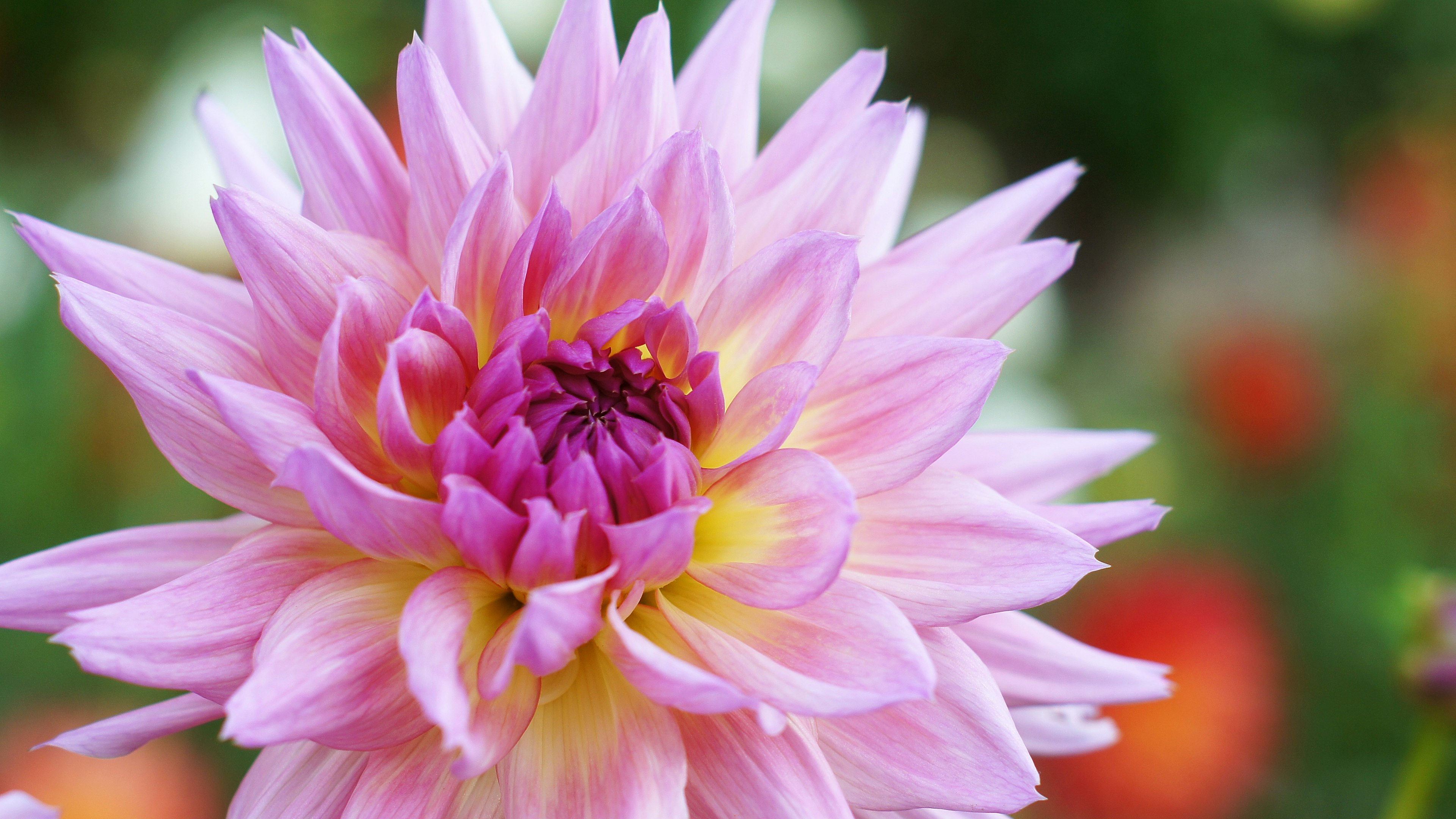 Sebuah bunga dahlia pink yang indah sedang mekar dengan cerah