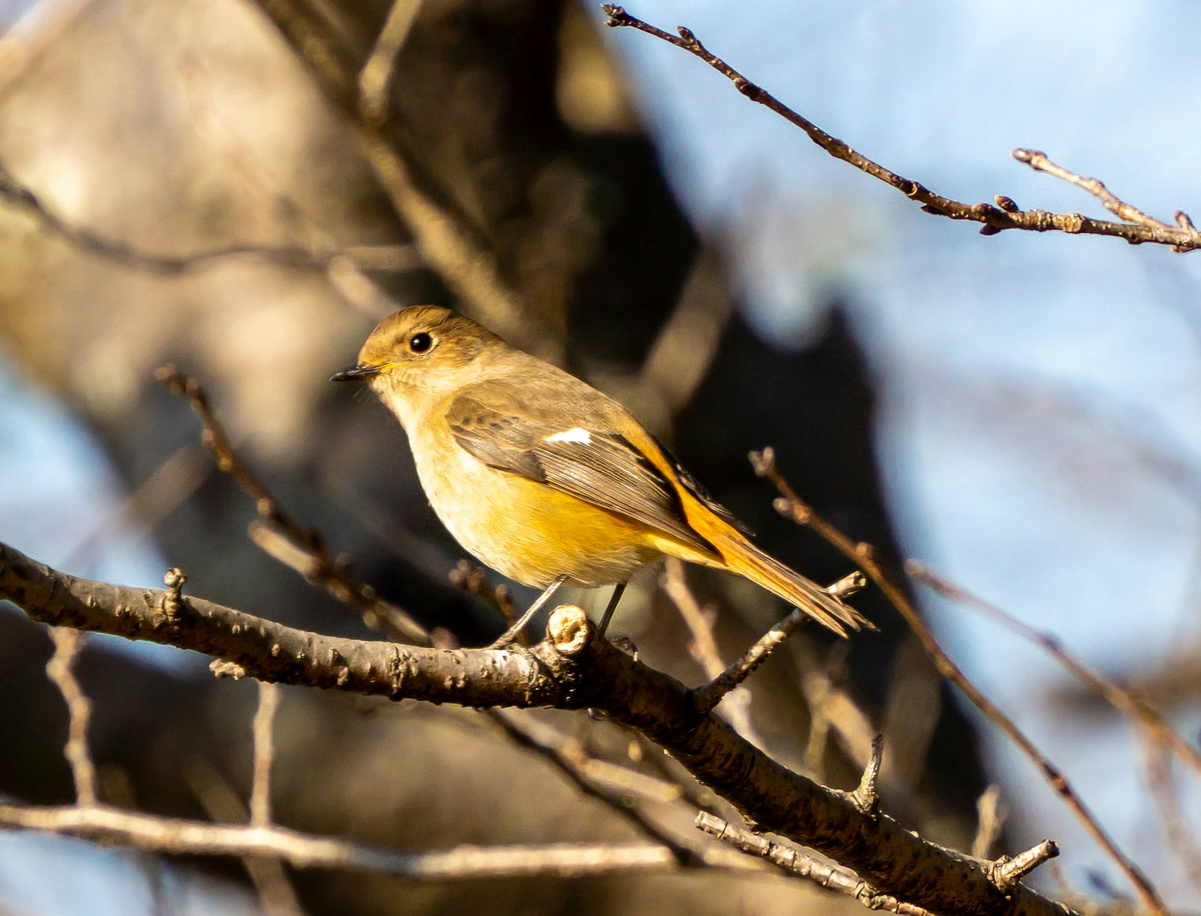 小枝に止まる黄色と茶色の鳥の姿