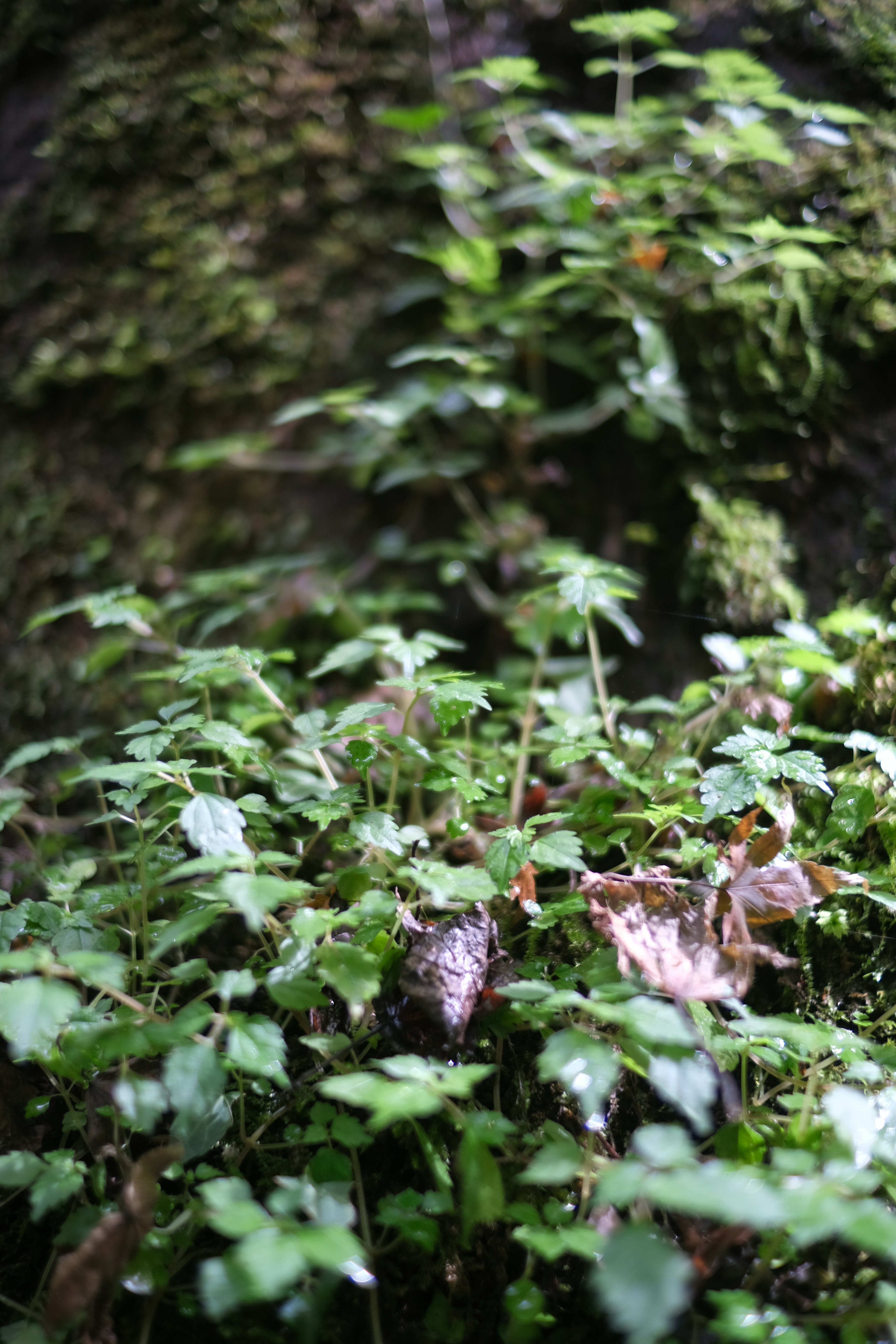 Fogliame verde lussureggiante con piccole piante e muschio su un tronco d'albero