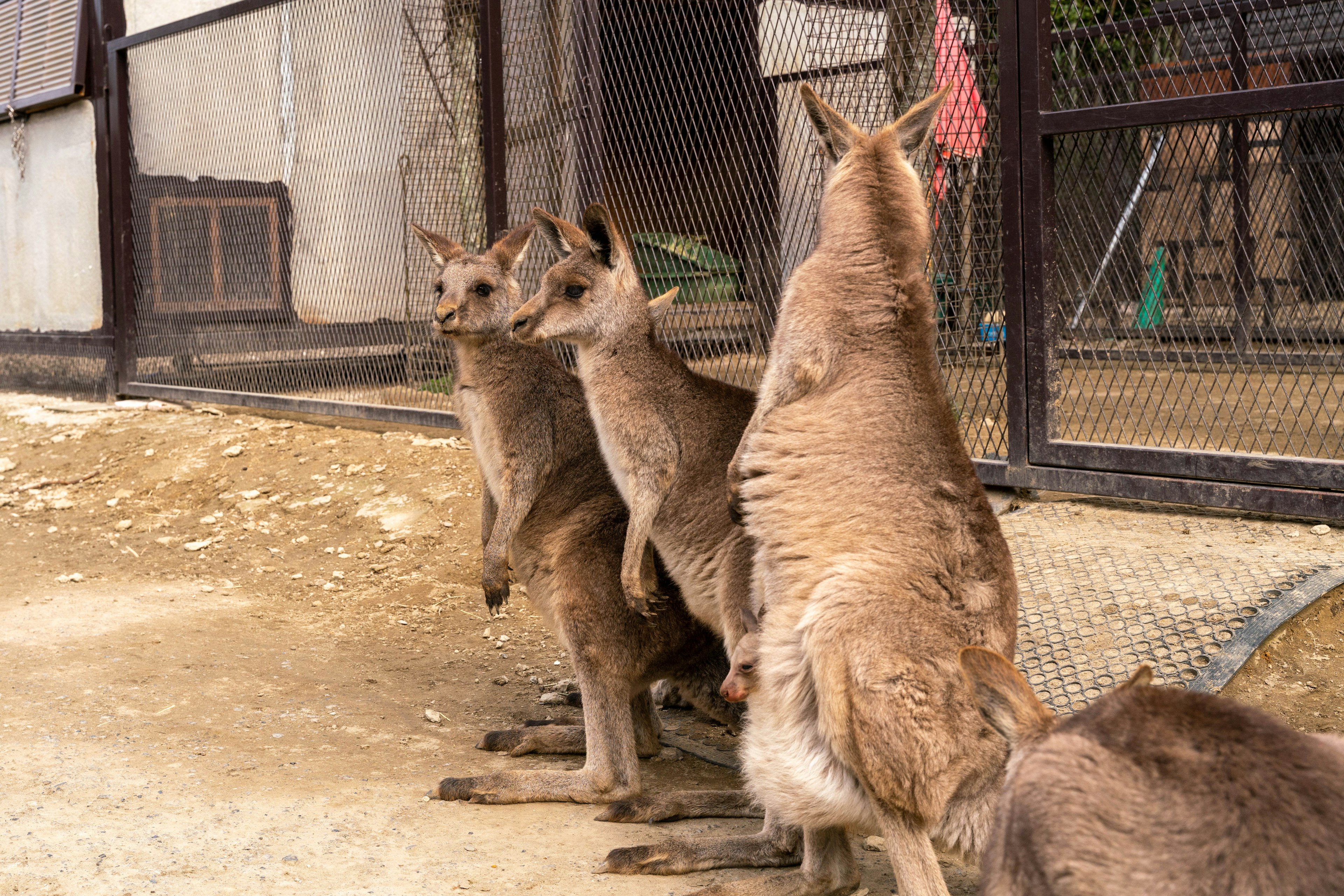 Un groupe de kangourous dans une enclosure clôturée