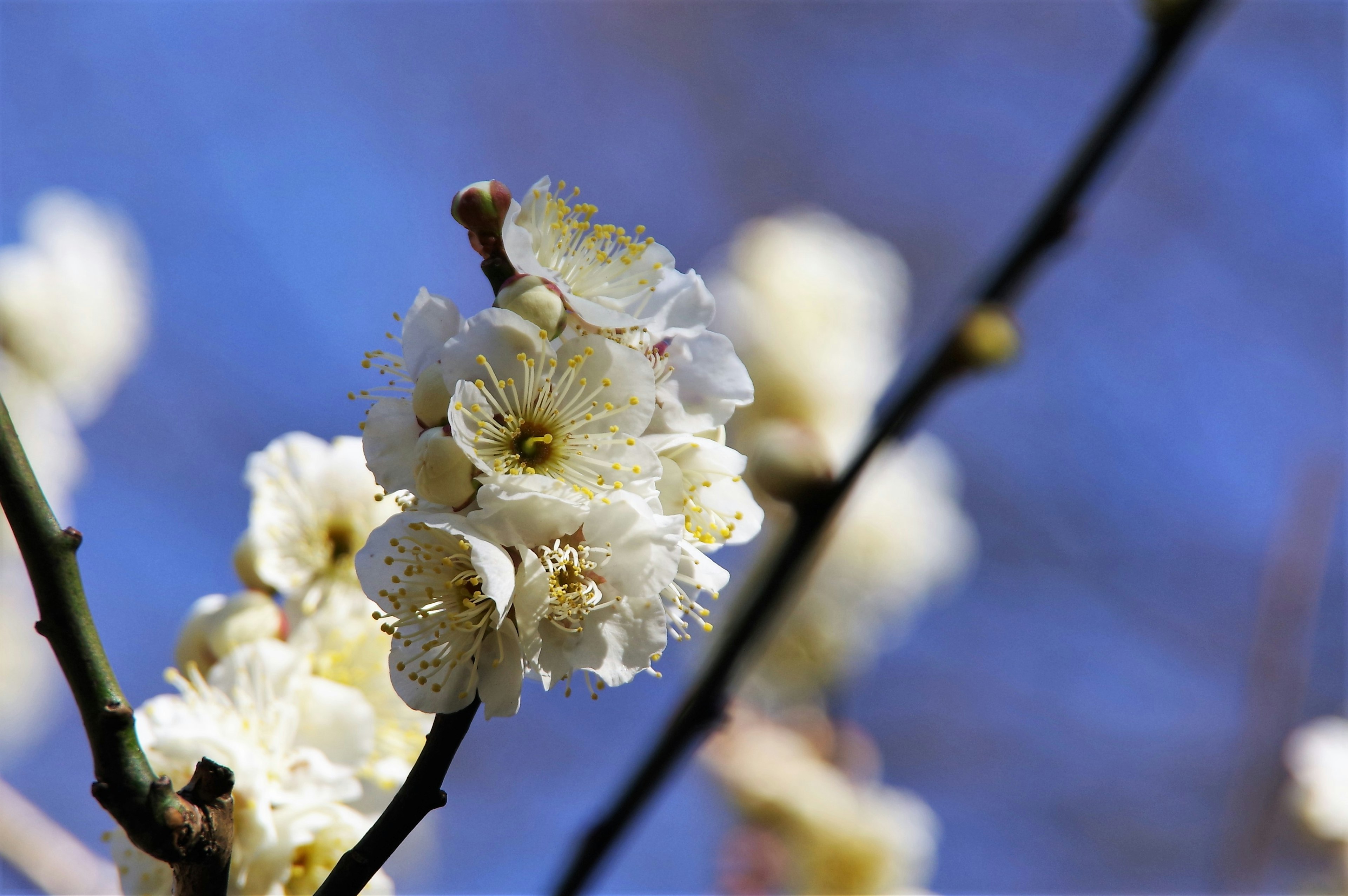 Fleurs de prunier blanches fleurs sur fond de ciel bleu