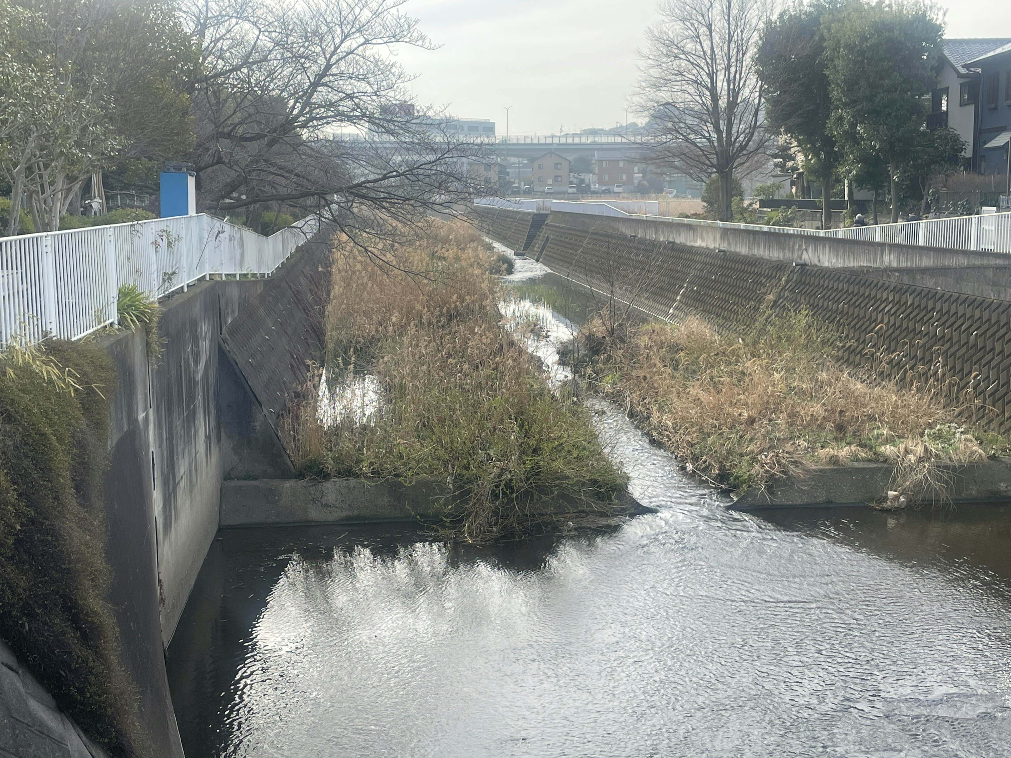 A view of a river with overgrown grass and trees alongside