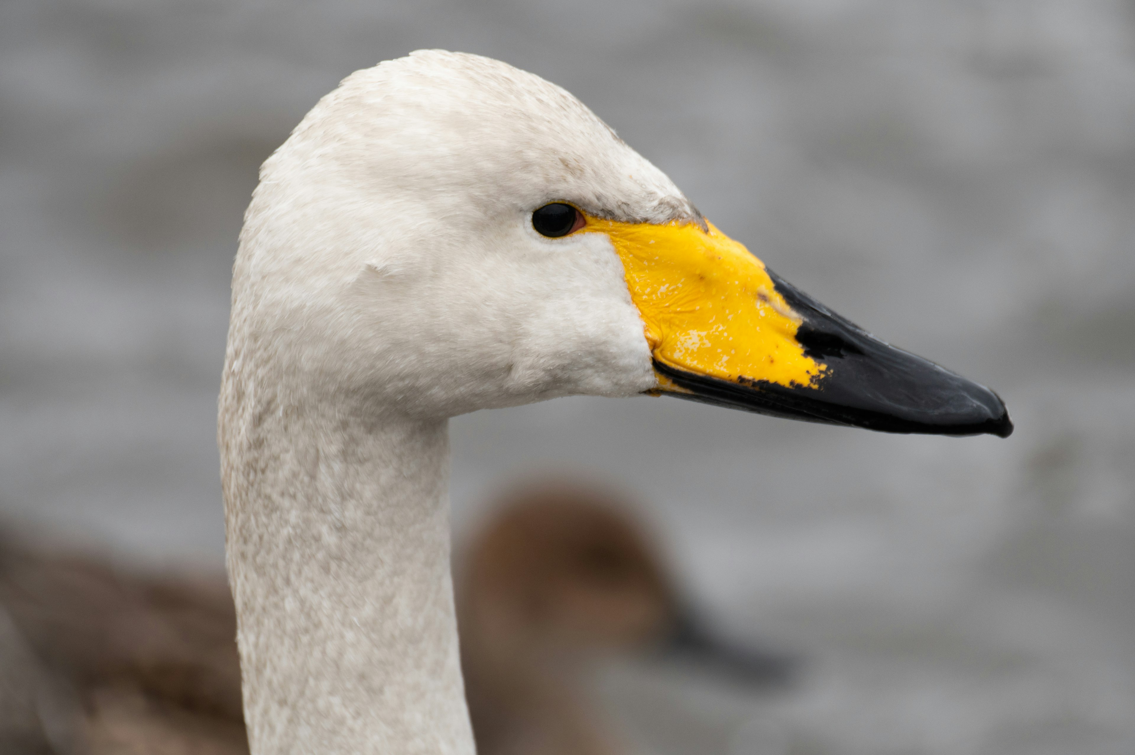 Profil d'un oiseau aquatique avec une tête blanche et un bec jaune