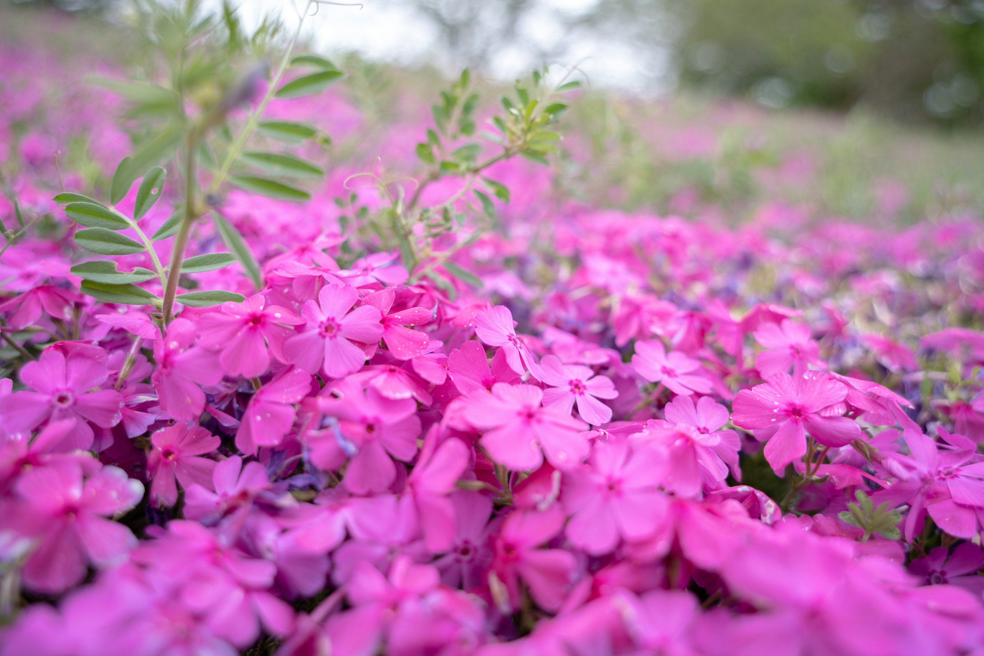 鮮やかなピンク色の花が広がる風景