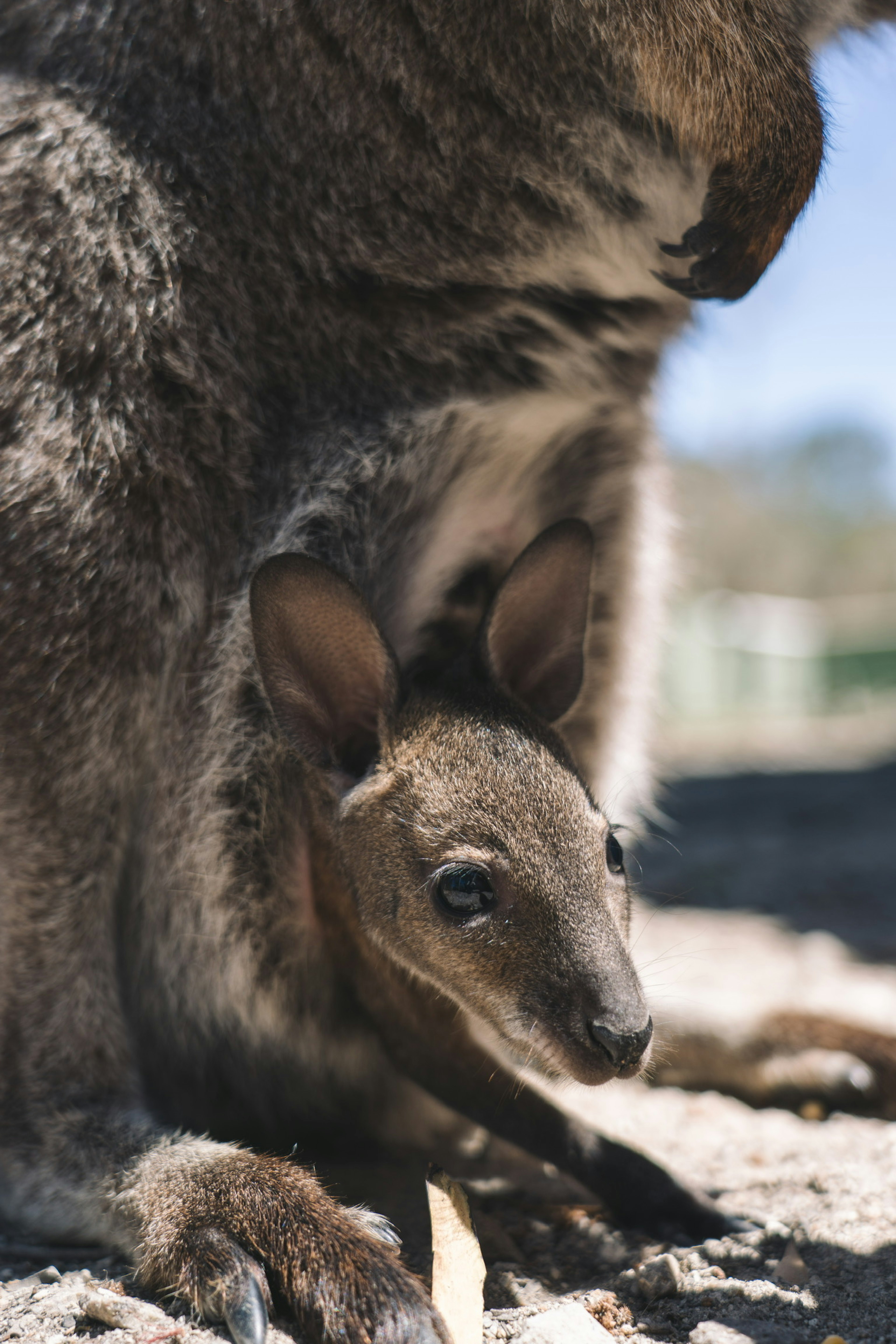 Close-up of a baby kangaroo under its mother