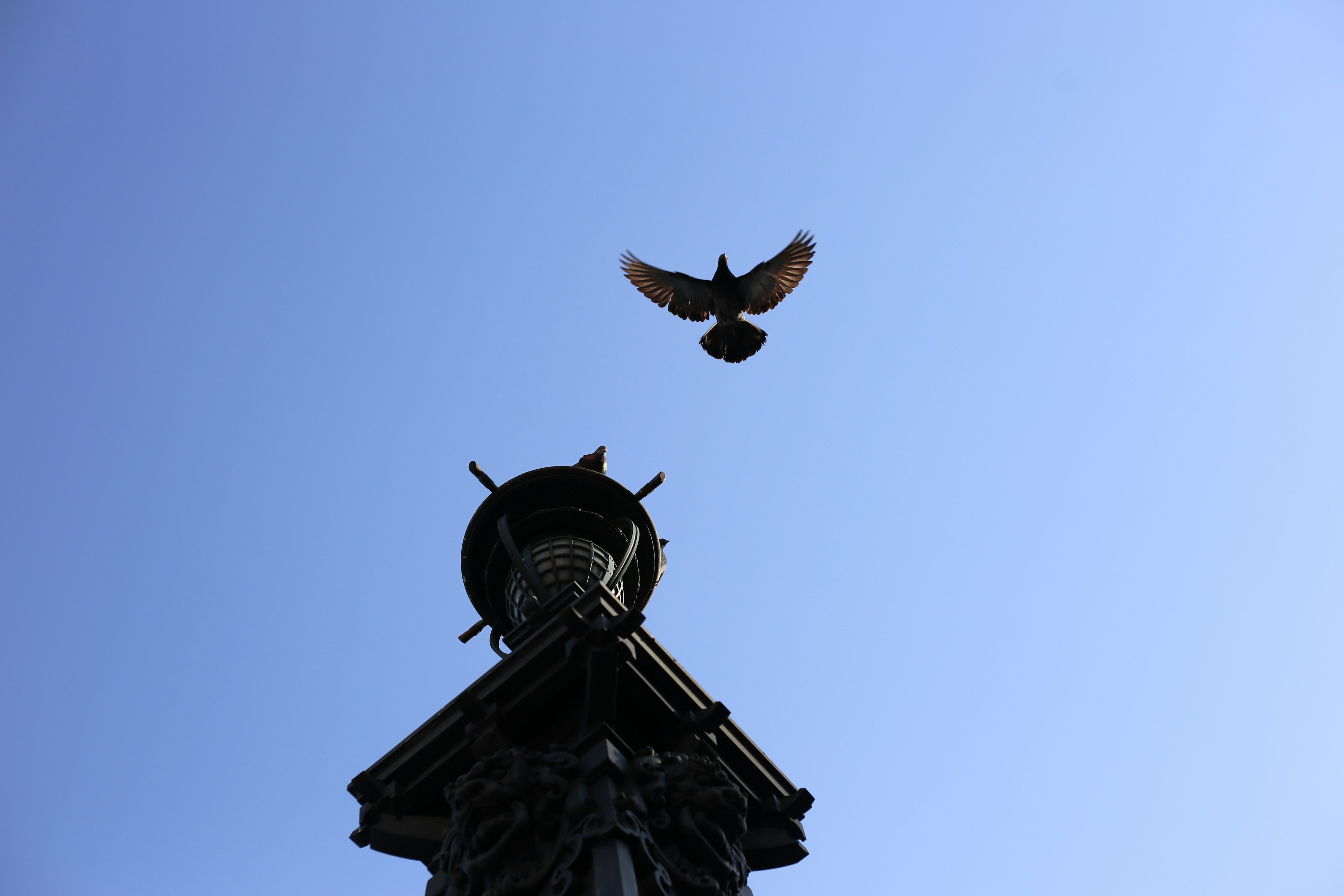 Silhouette eines Uhrturms mit einem Vogel, der am Himmel fliegt