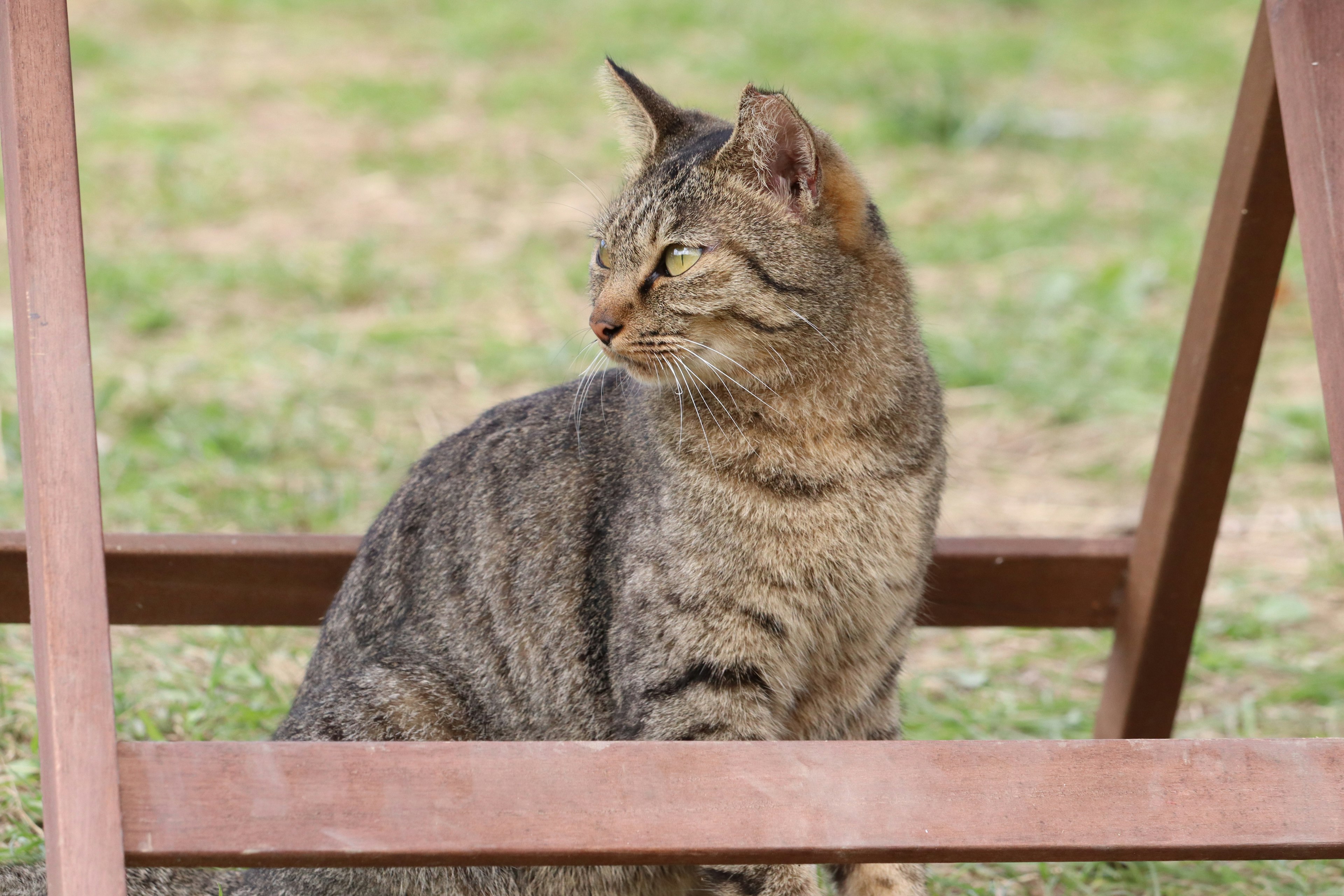 Side view of a cat sitting under a wooden chair