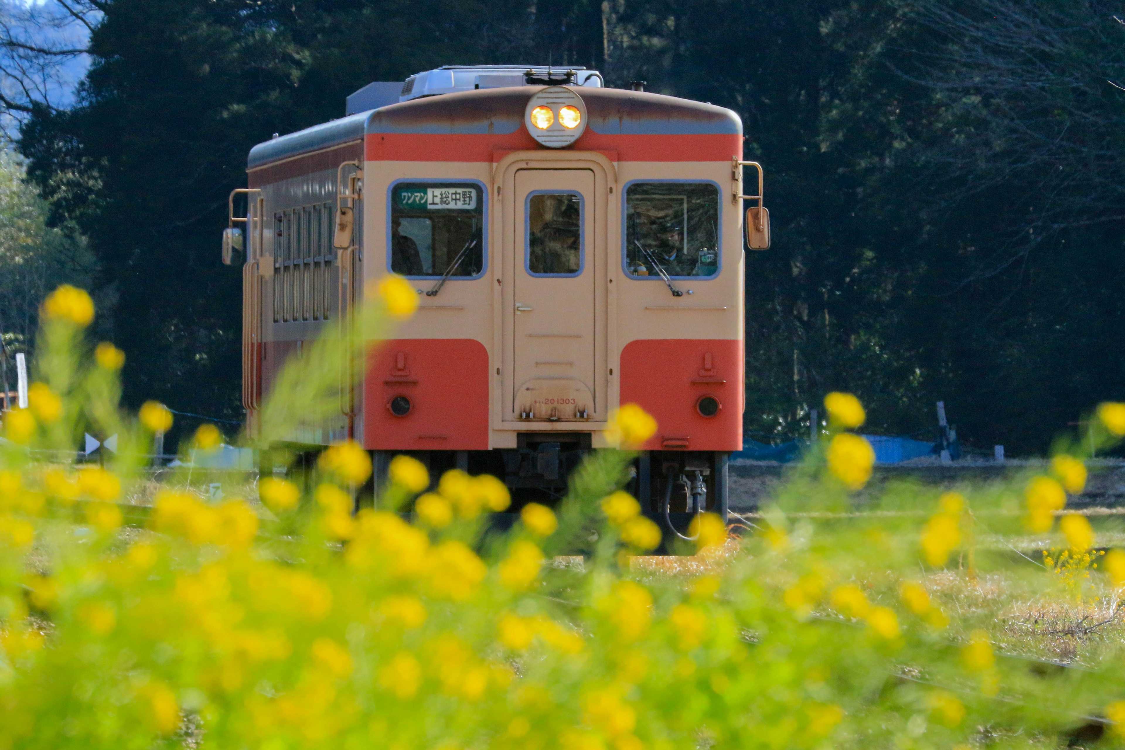 黄色い花の前にあるオレンジ色の列車