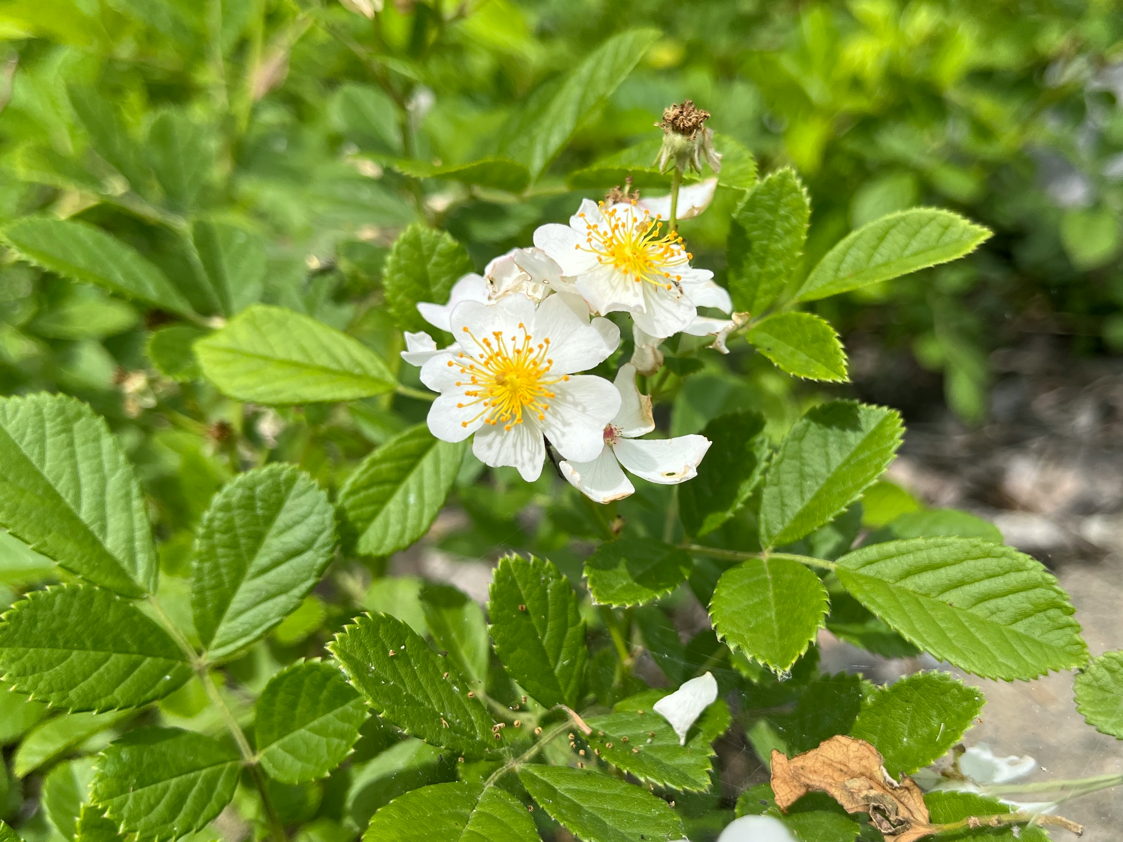 特写植物，白色花朵和绿色叶子