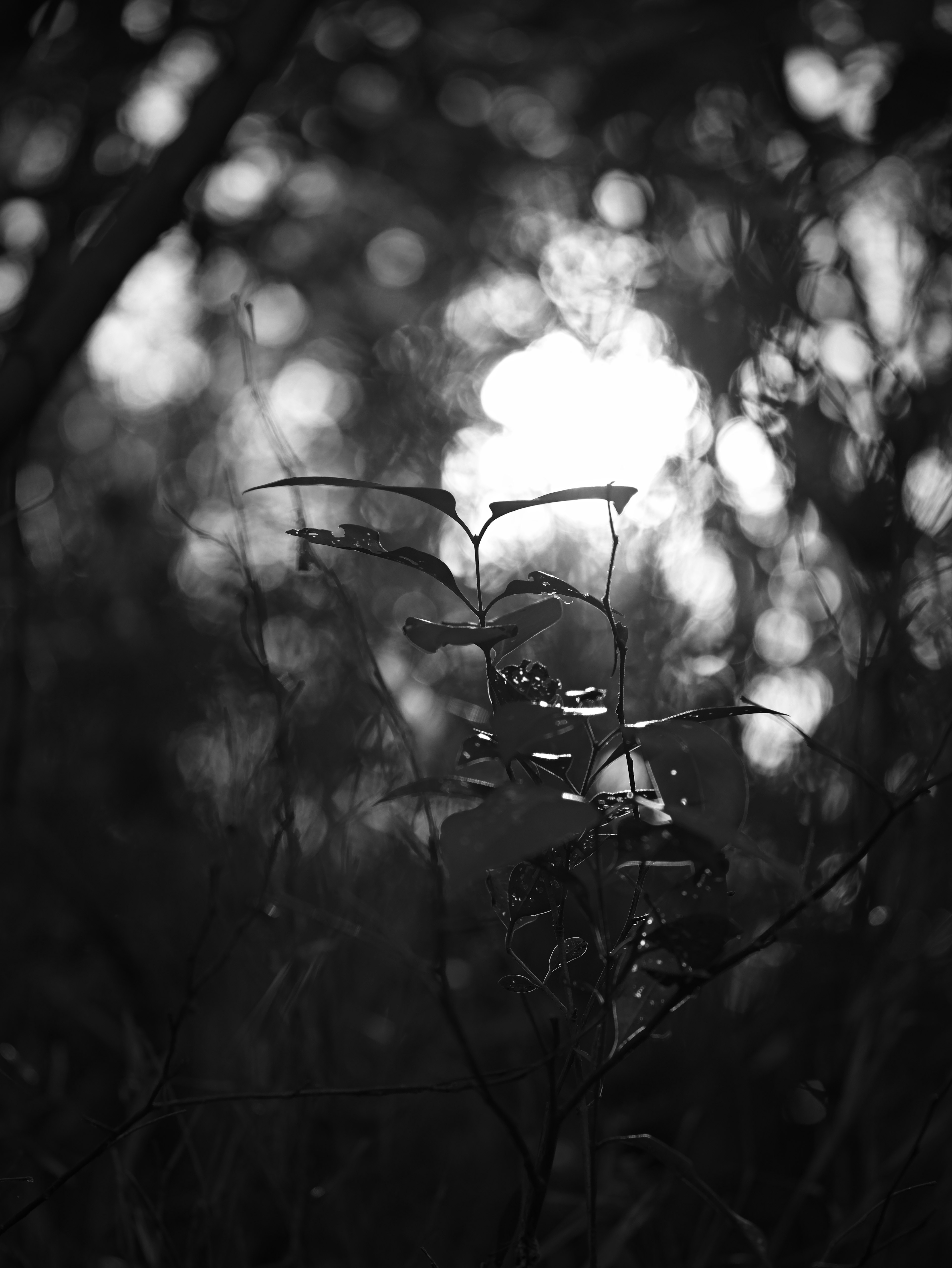 Black and white photo featuring contrasting light and shadows on leaves and plants