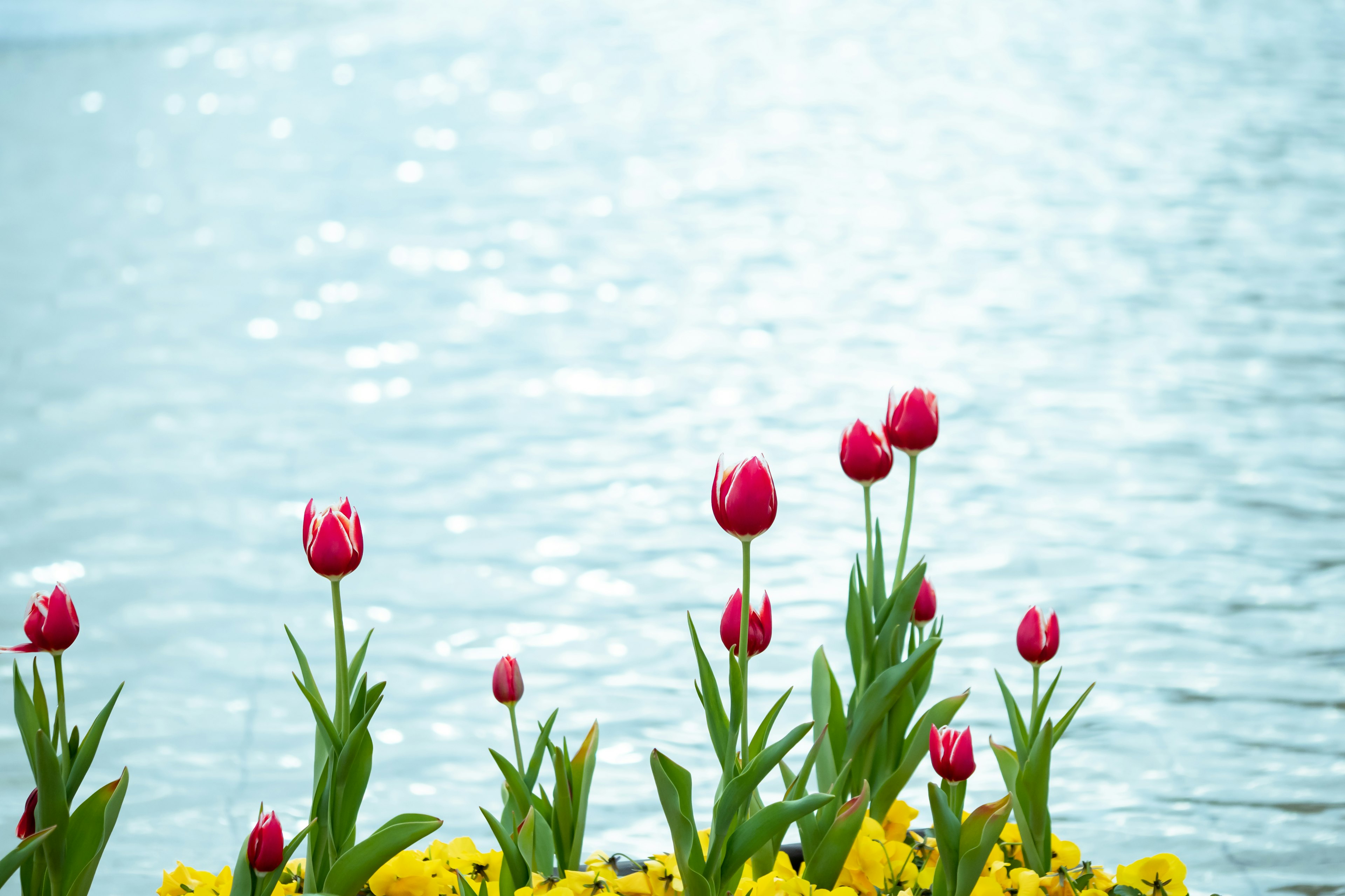 Rote Tulpen und gelbe Blumen blühen nahe der Wasseroberfläche