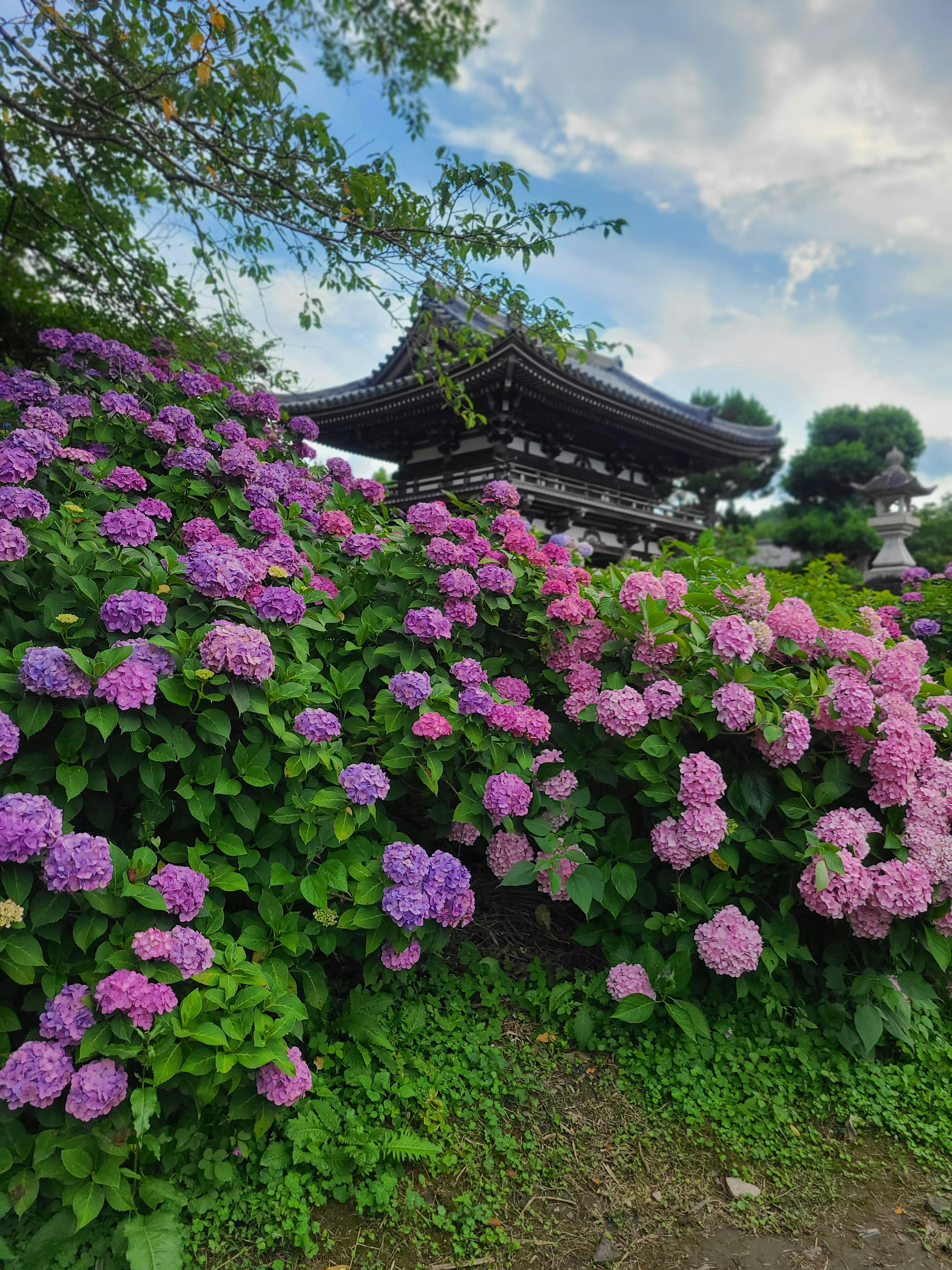 Un paysage avec des hortensias en fleurs à côté d'un ancien temple