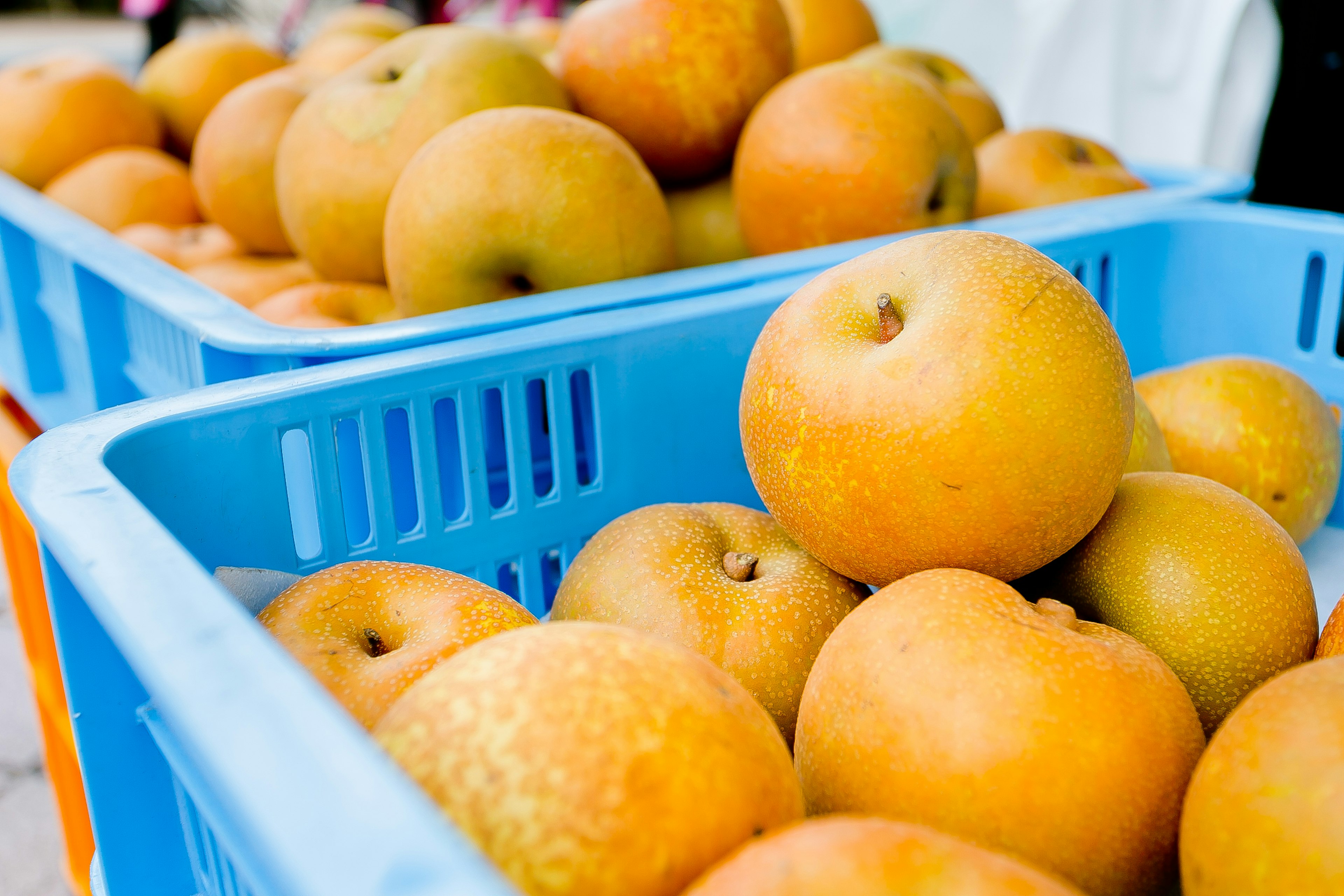 A pile of orange apples in a blue basket