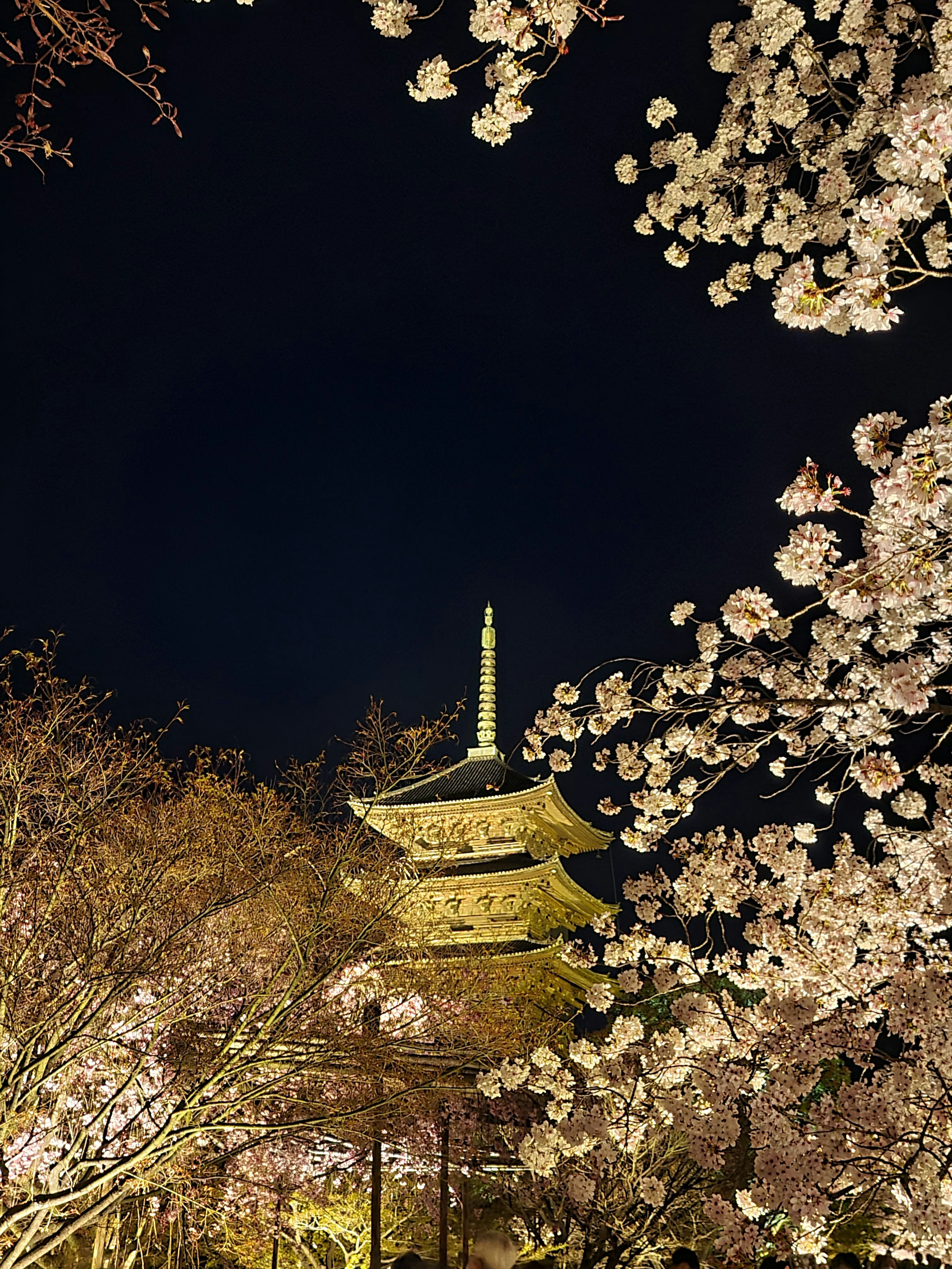 Bella vista notturna dei ciliegi in fiore e di una pagoda